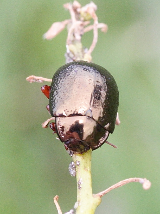 chrysolina_bankii3md