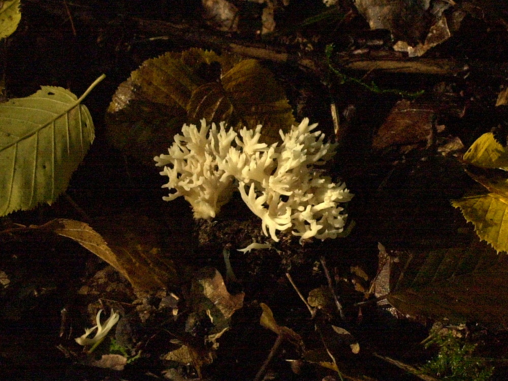 clavulina_cristata1md