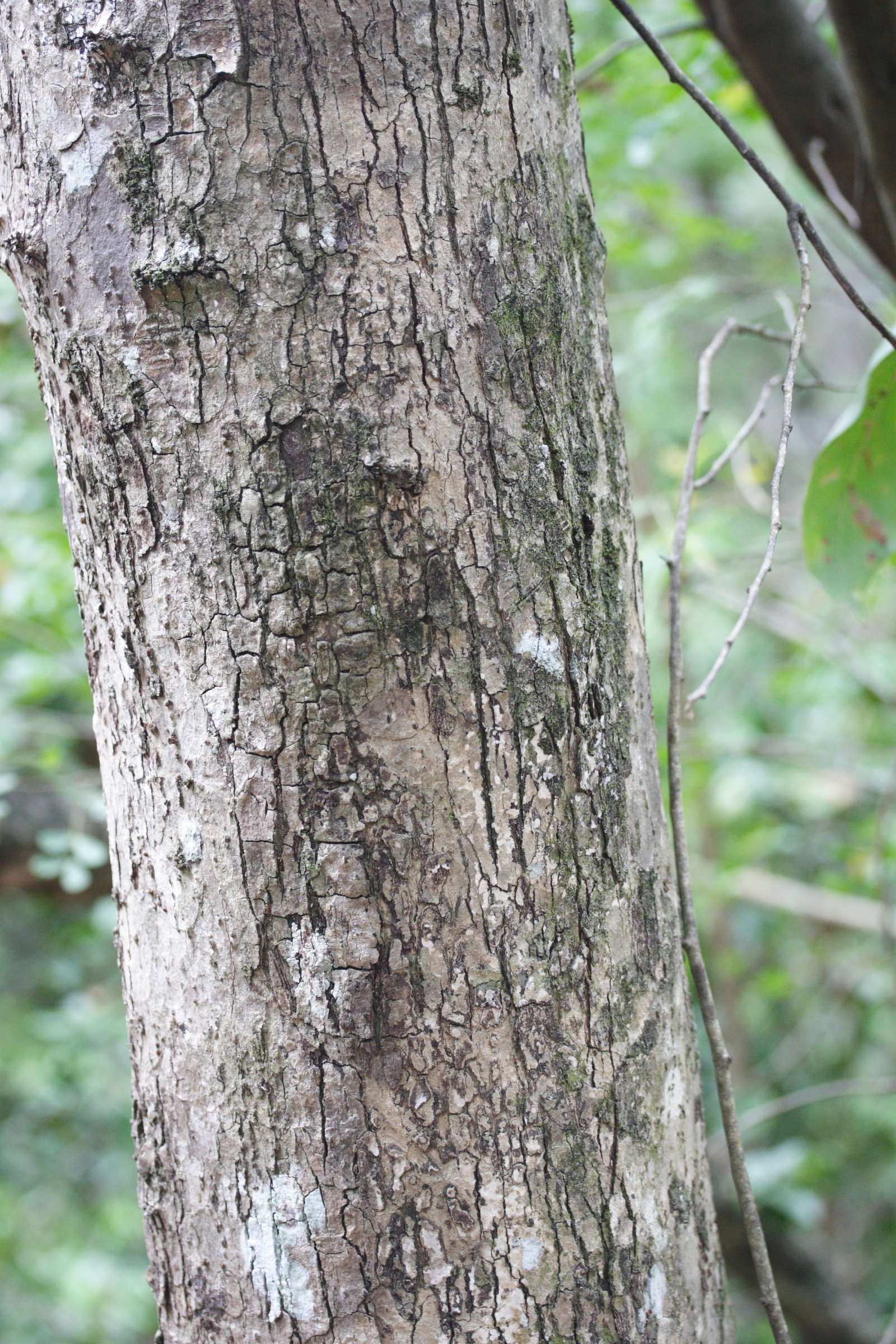 coccoloba_swartzii1md