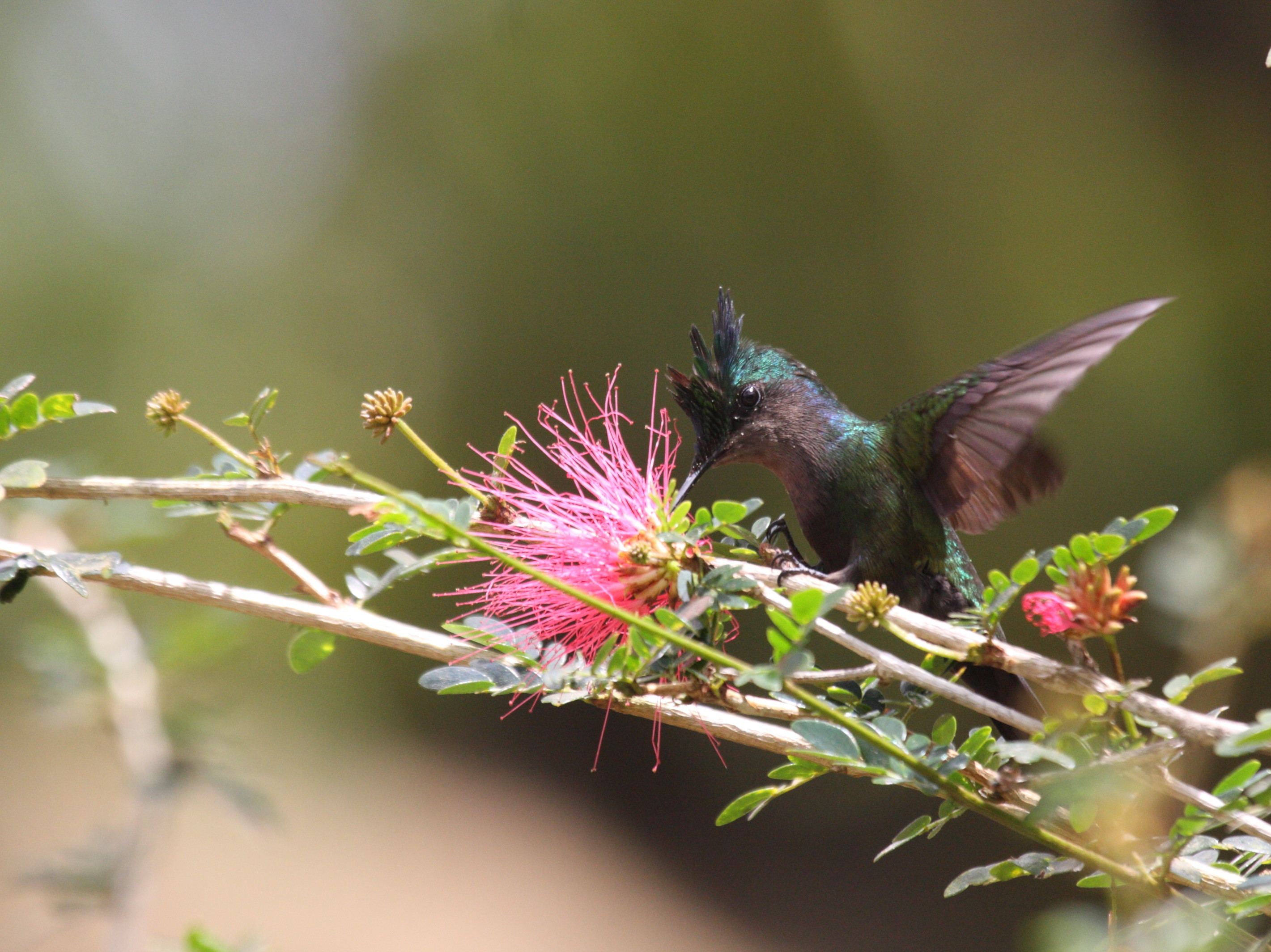 colibri_huppe_-_orthorhyncus_cristatus3bd