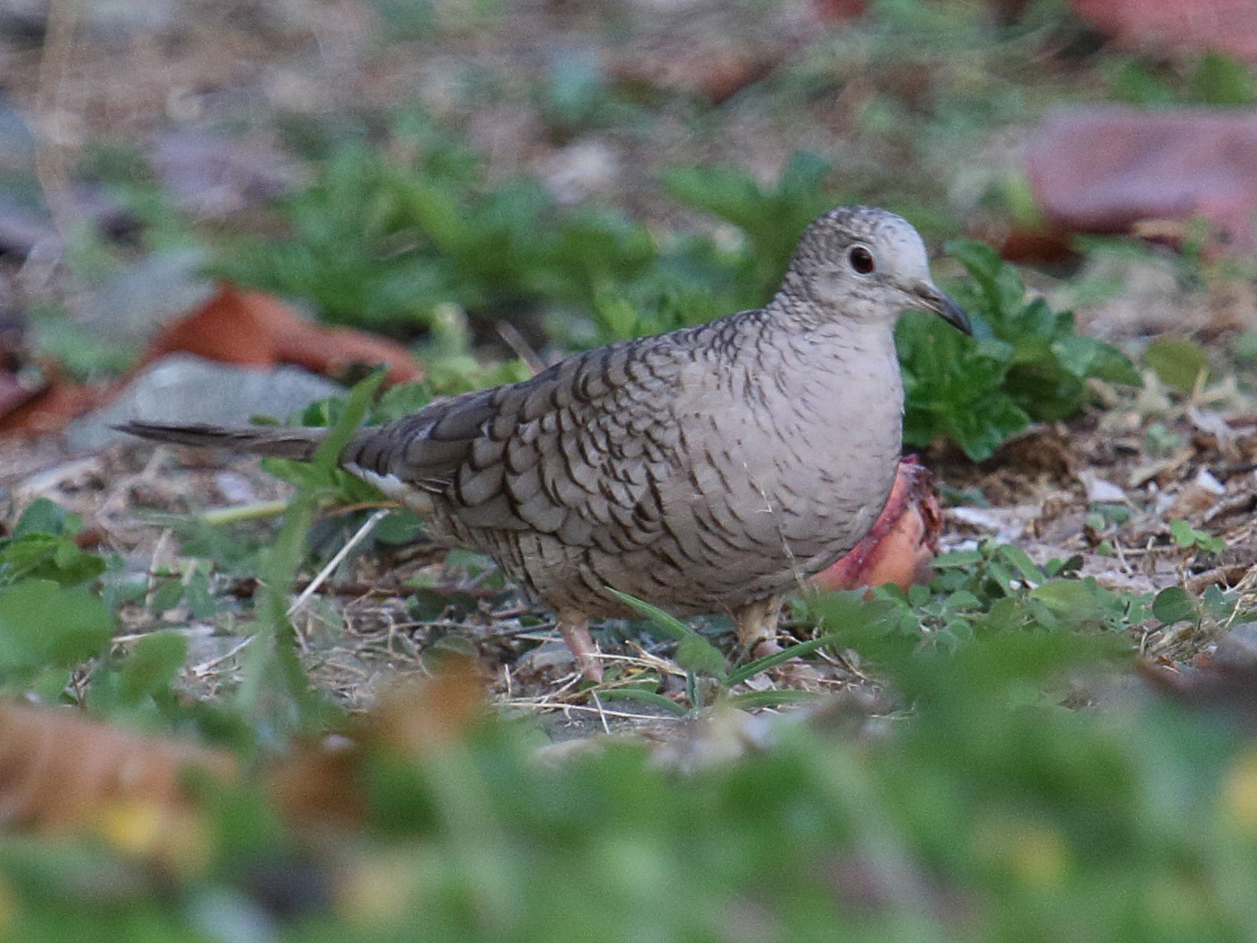 colombe_inca_-_columbina_inca2bd