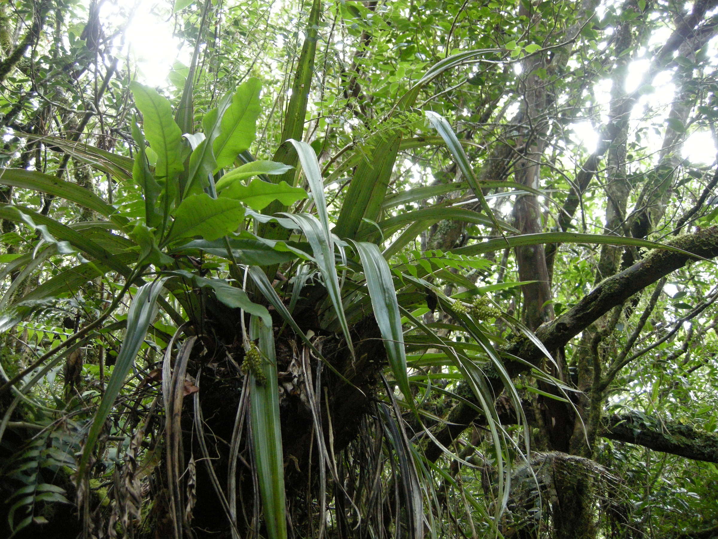 cordyline_mauritiana1md