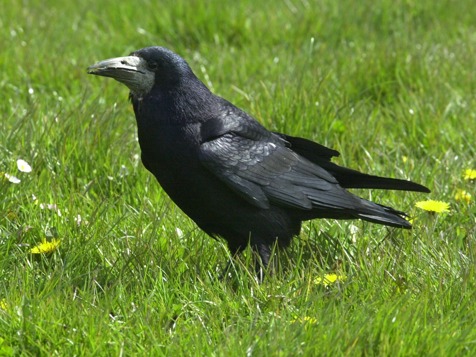 Corvus_frugilegus
