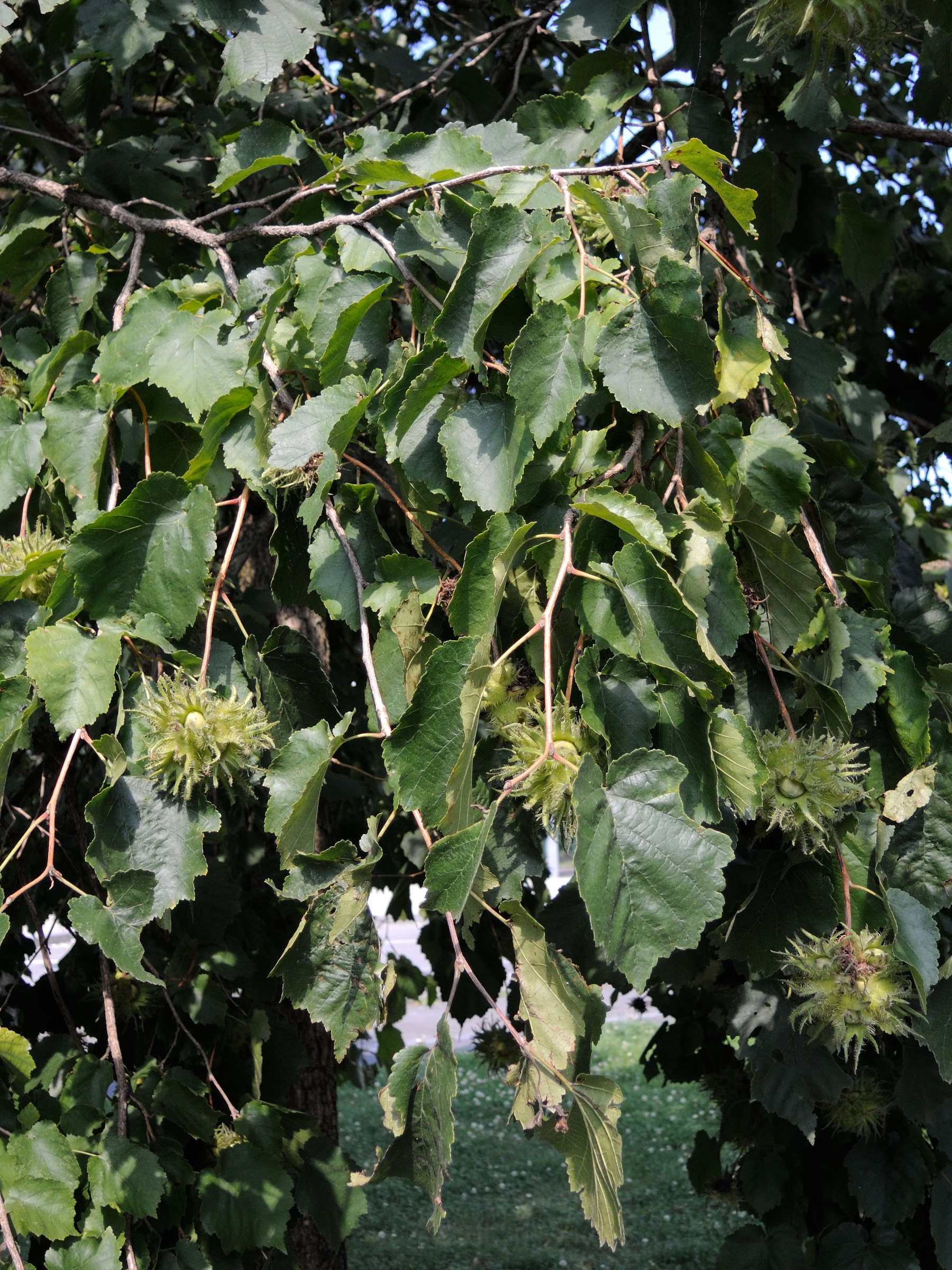 corylus_colurna6md