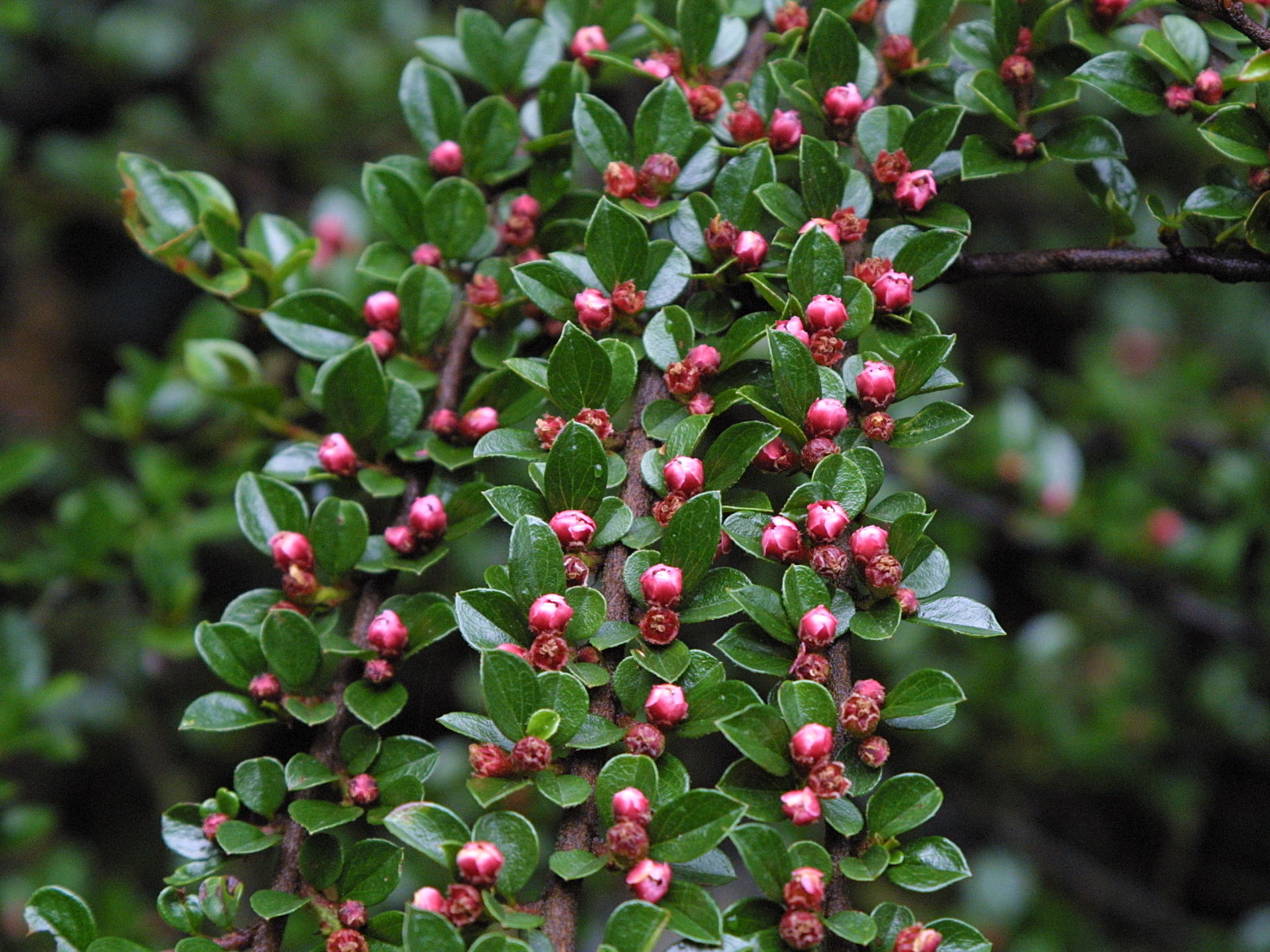 cotoneaster_horizontalis3md
