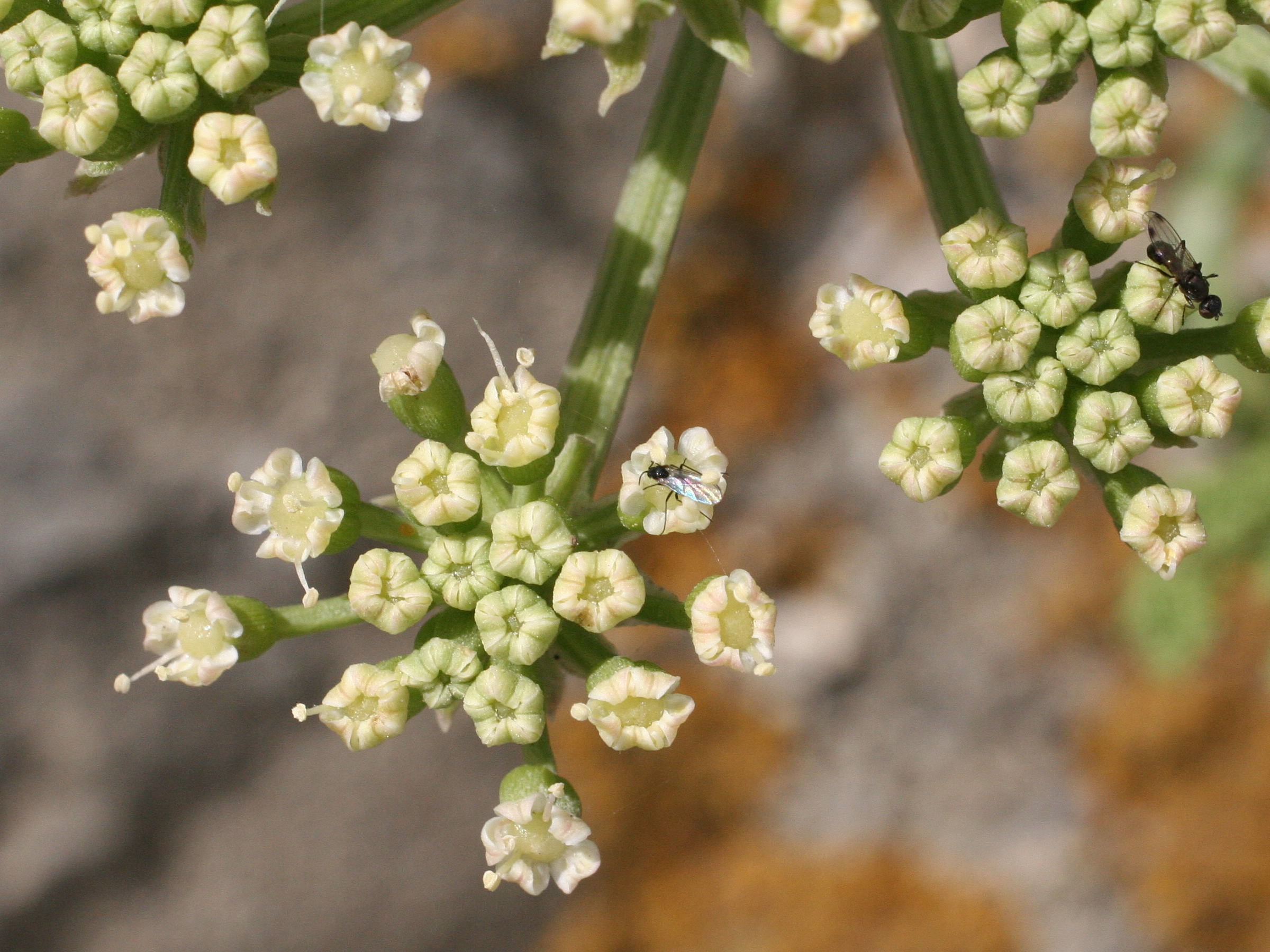 crithmum_maritimum5md