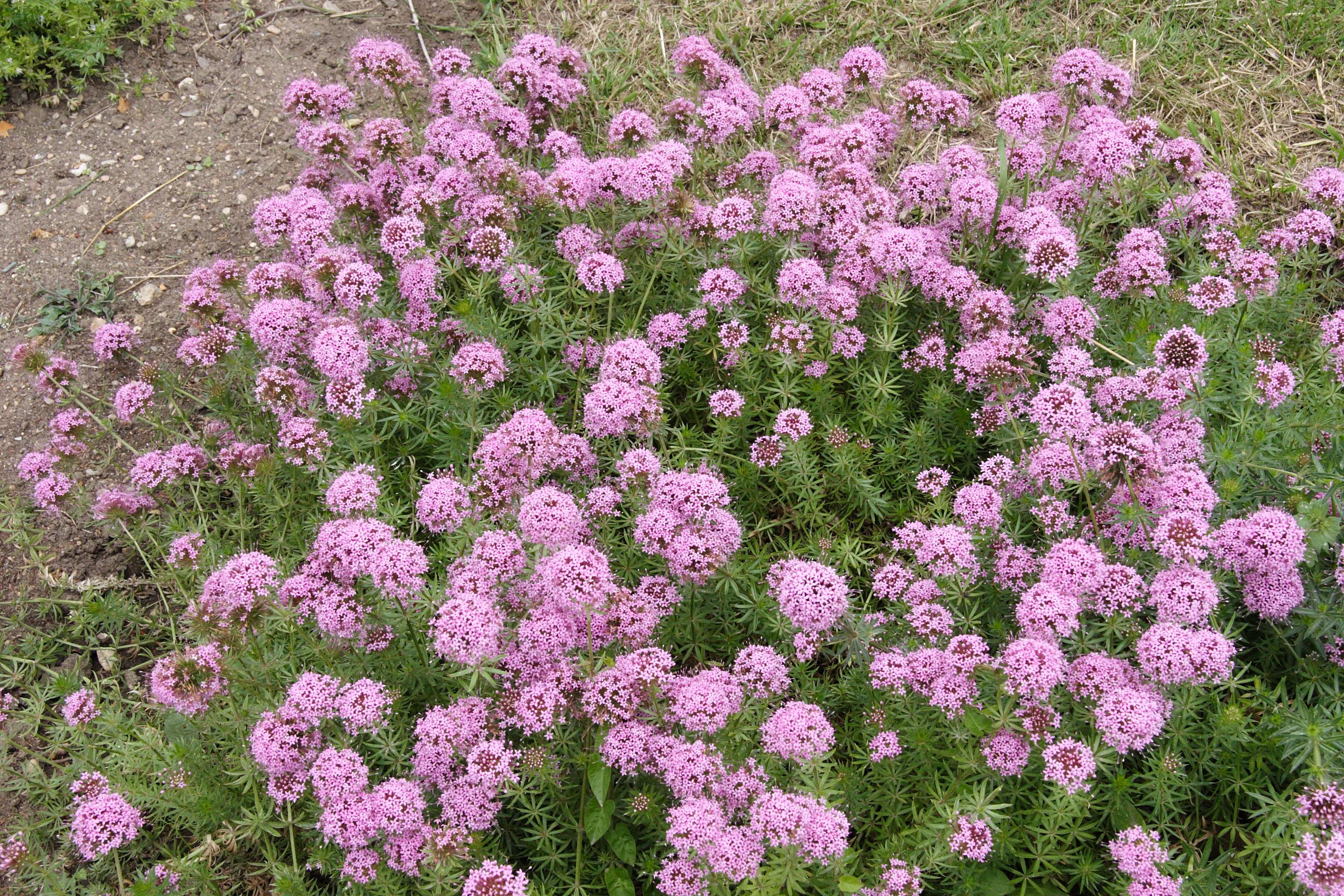 Afficher le média crucianella_stylosa1md crucianella_stylosa1md