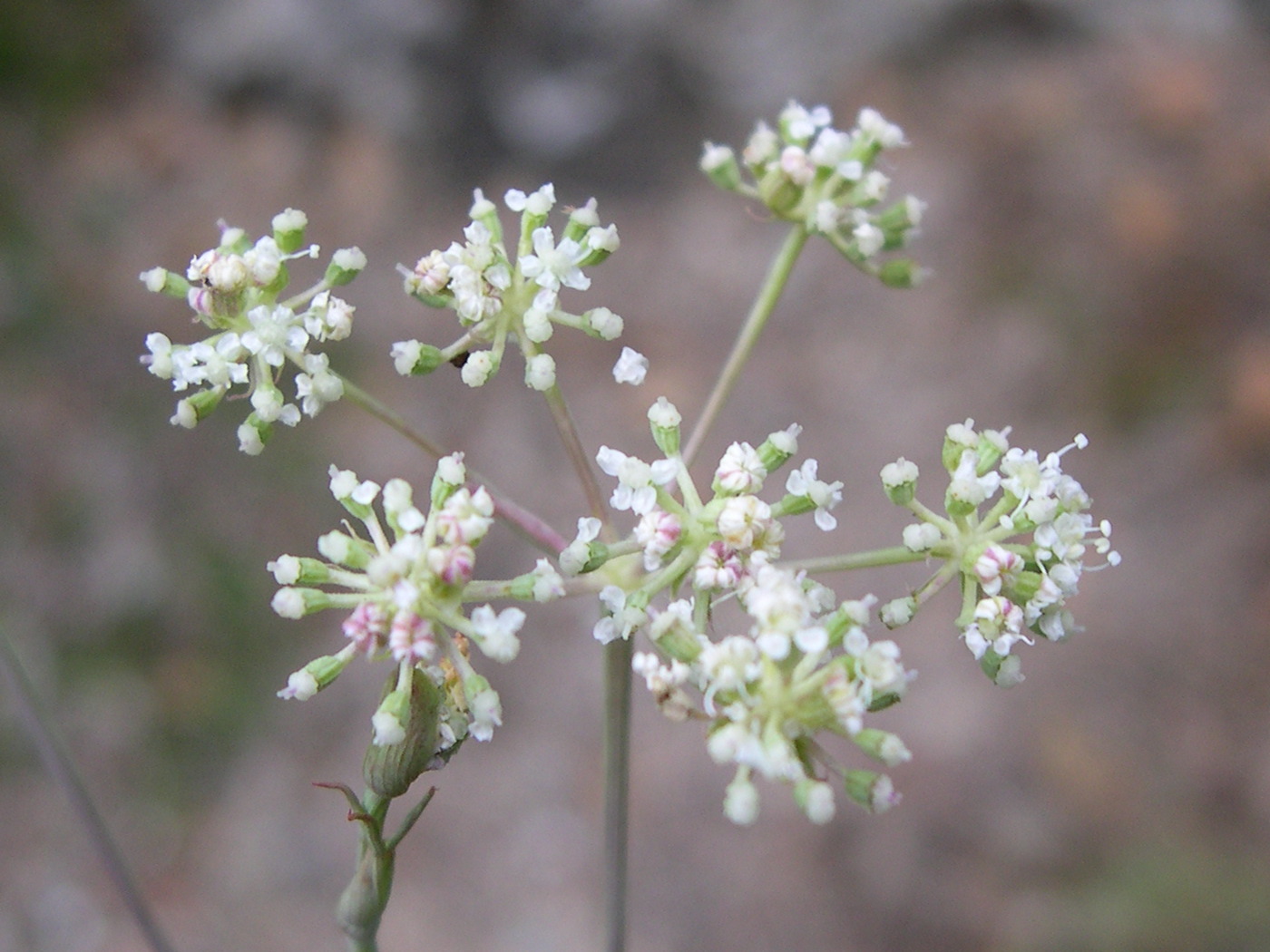 cyclospermum_leptophyllum3md