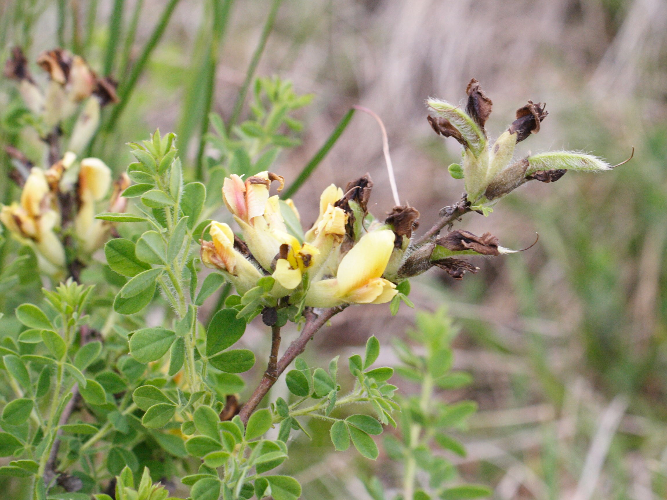 cytisus_hirsutus3md