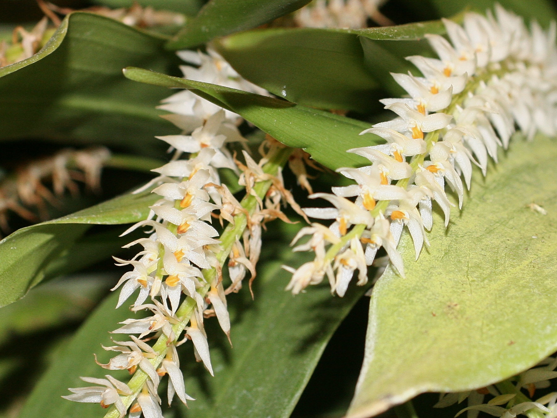 dendrochilum_glumaceum2md