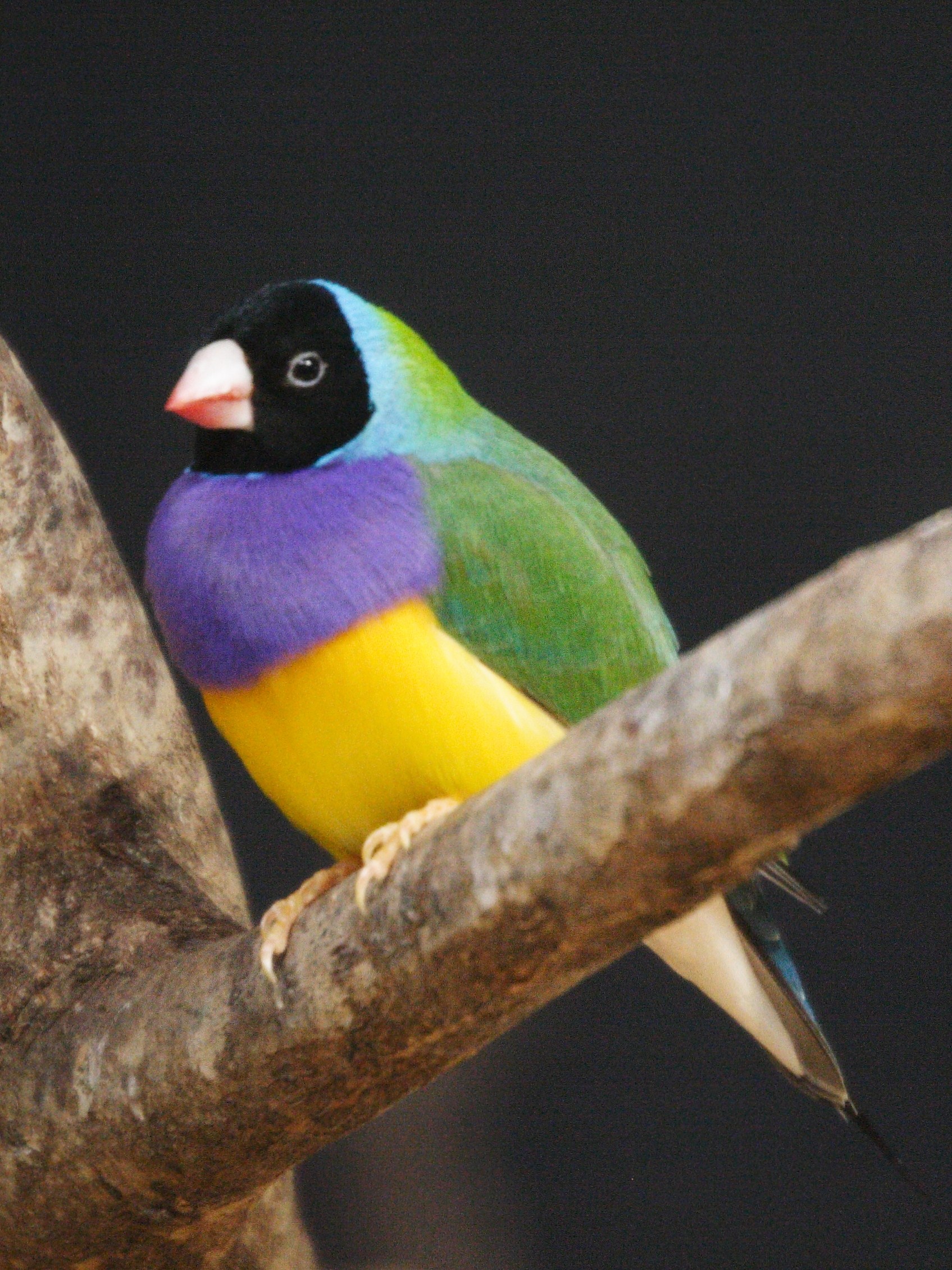 diamant_de_gould_-_erythrura_gouldiae4md