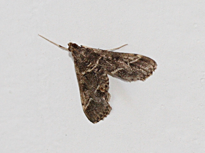 duponchelia_fovealis3md