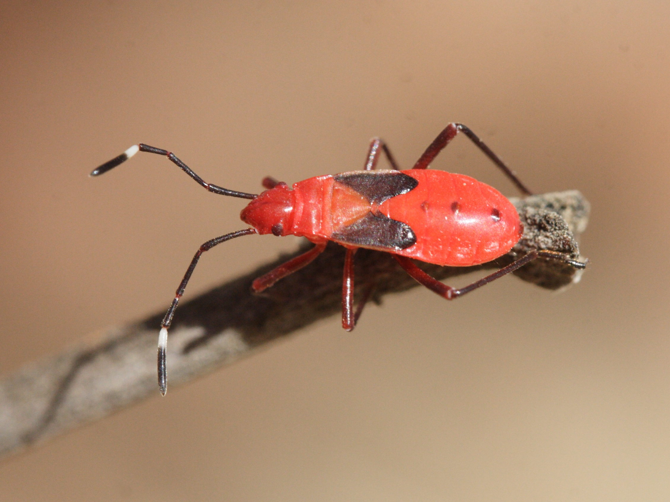 dysdercus_discolor1md