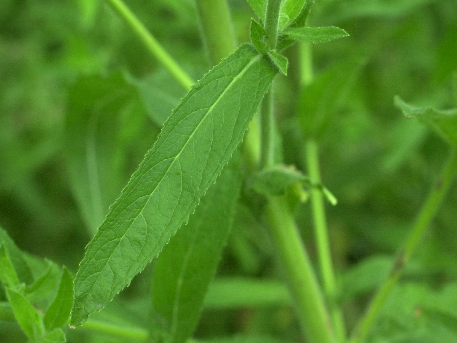 Afficher le média epilobium_hirsutum3md epilobium_hirsutum3md