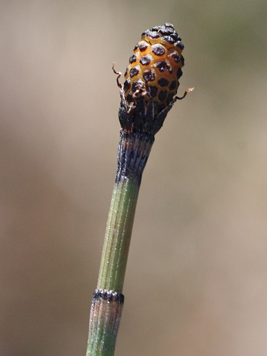 equisetum_x_moorei2md