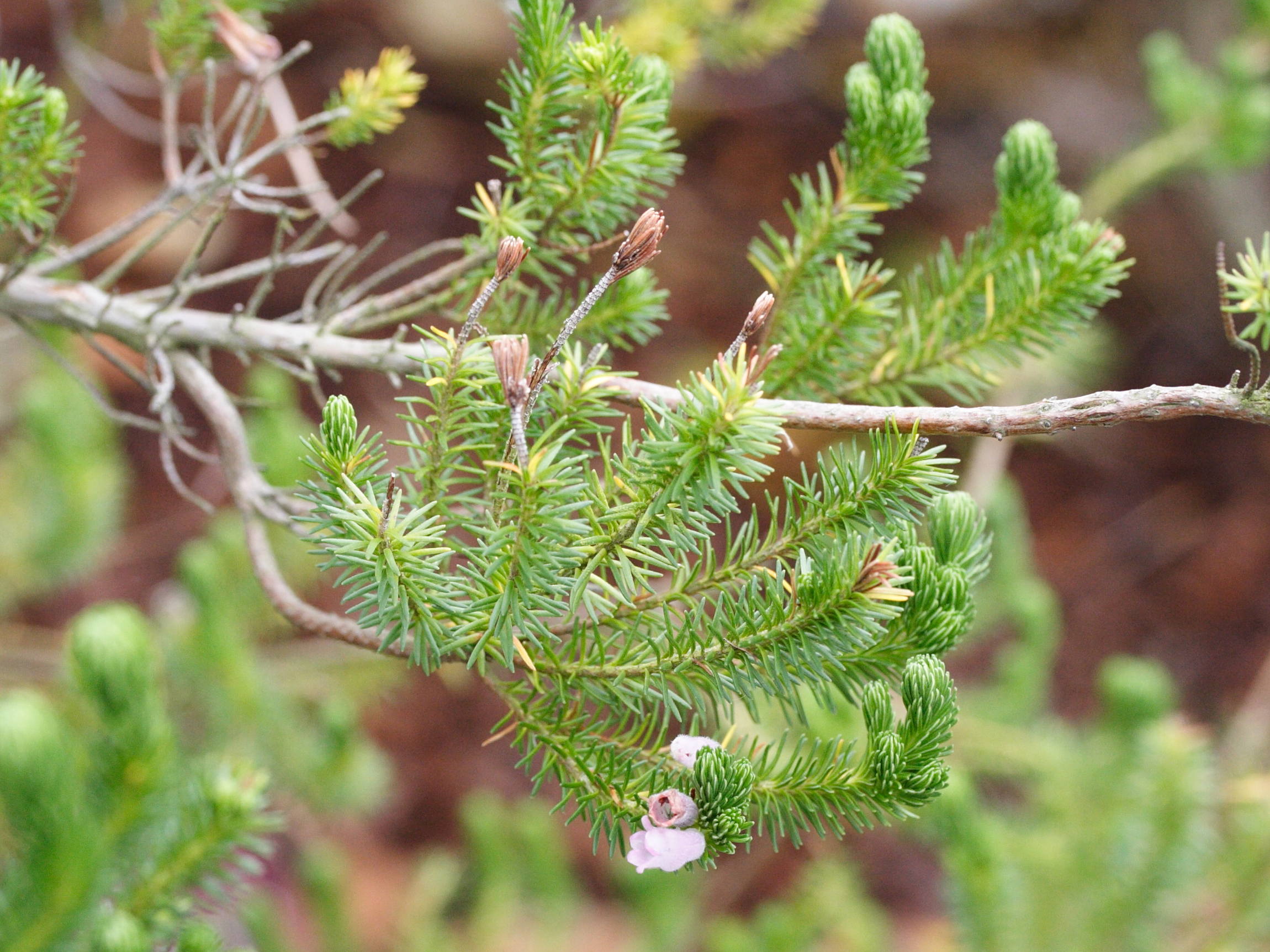 erica_verticillata1md