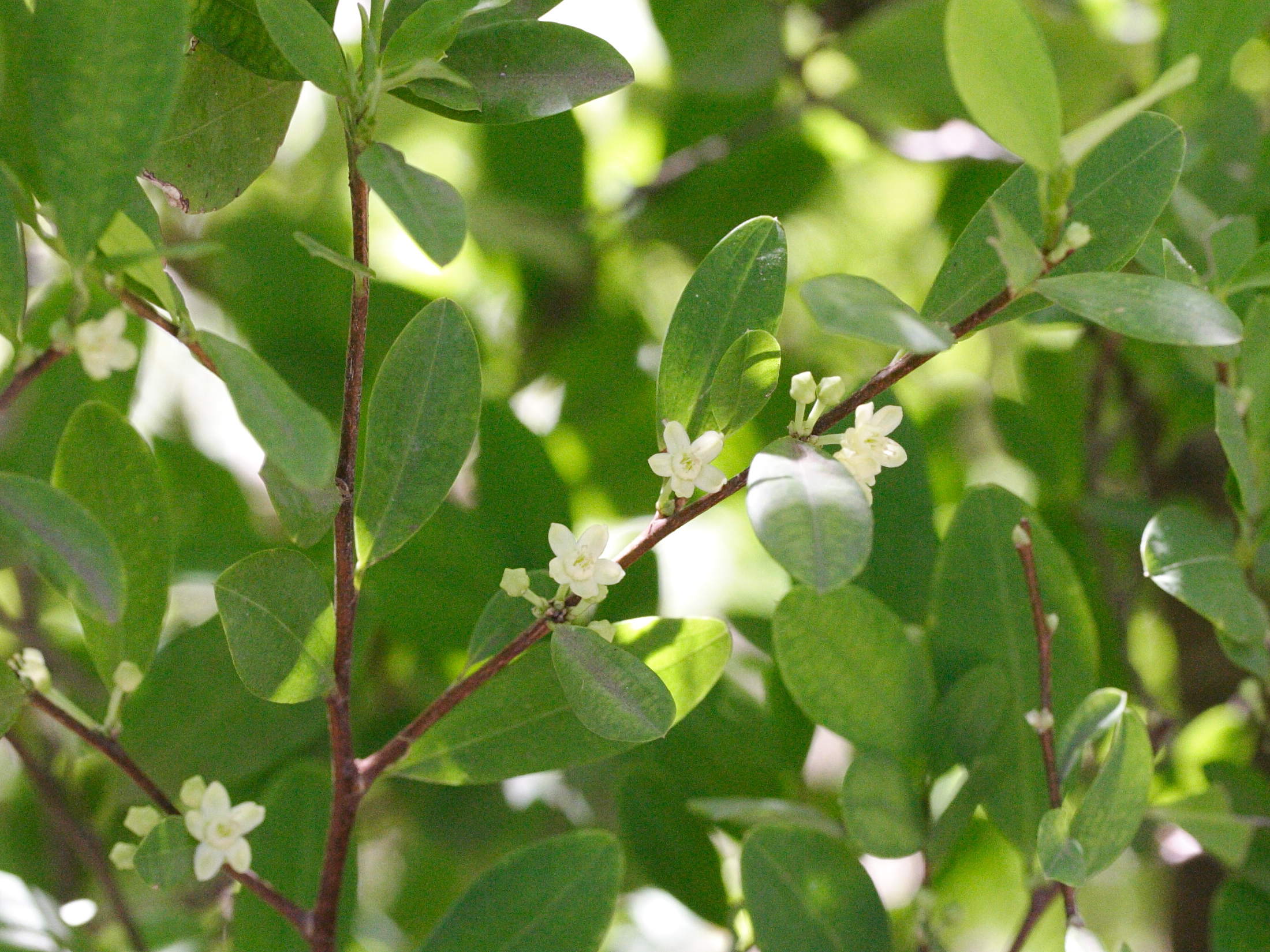 Afficher le média Erythroxylum_novogratanense Erythroxylum_novogratanense
