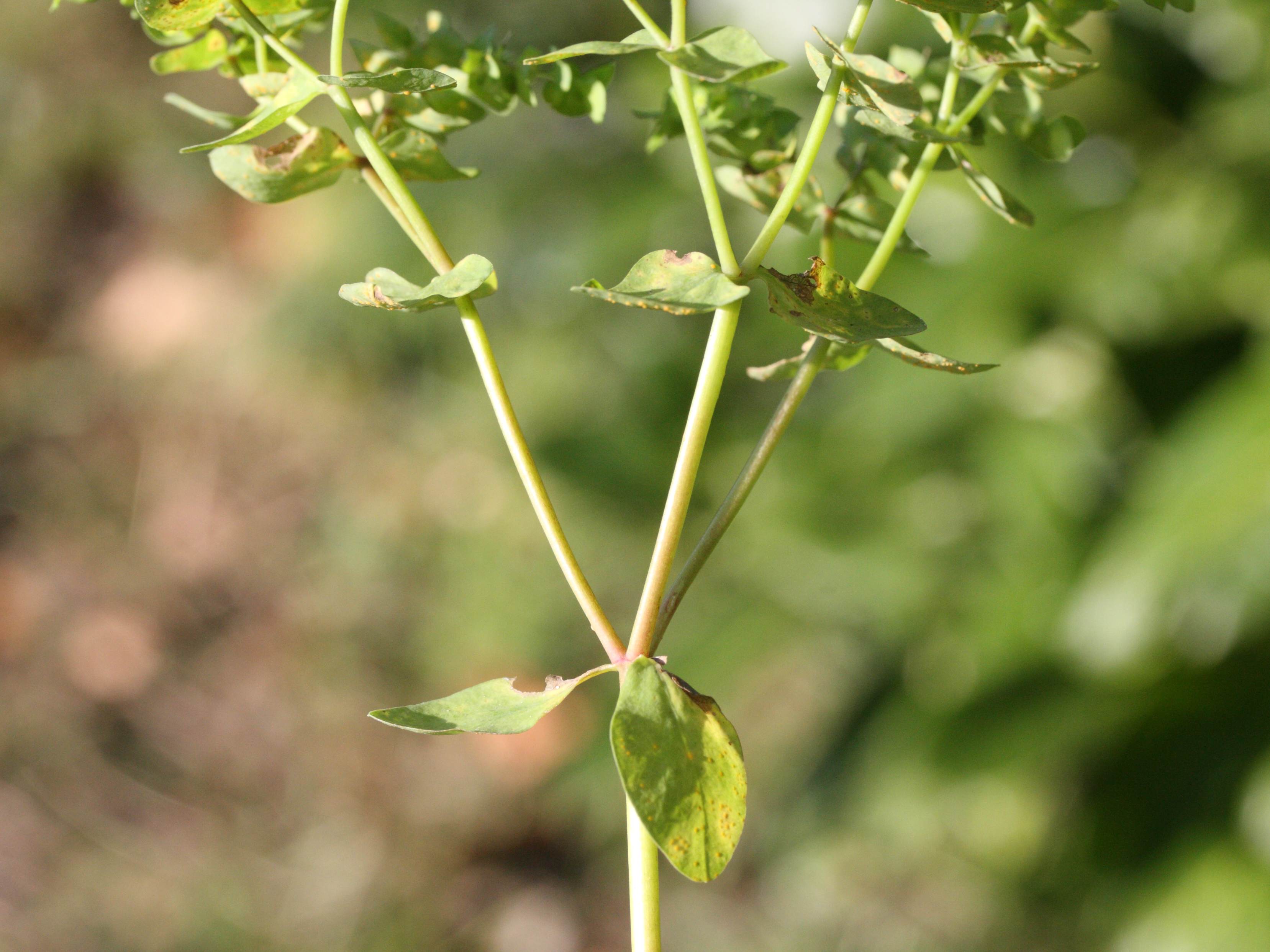 Afficher le média euphorbia_peplus3md euphorbia_peplus3md