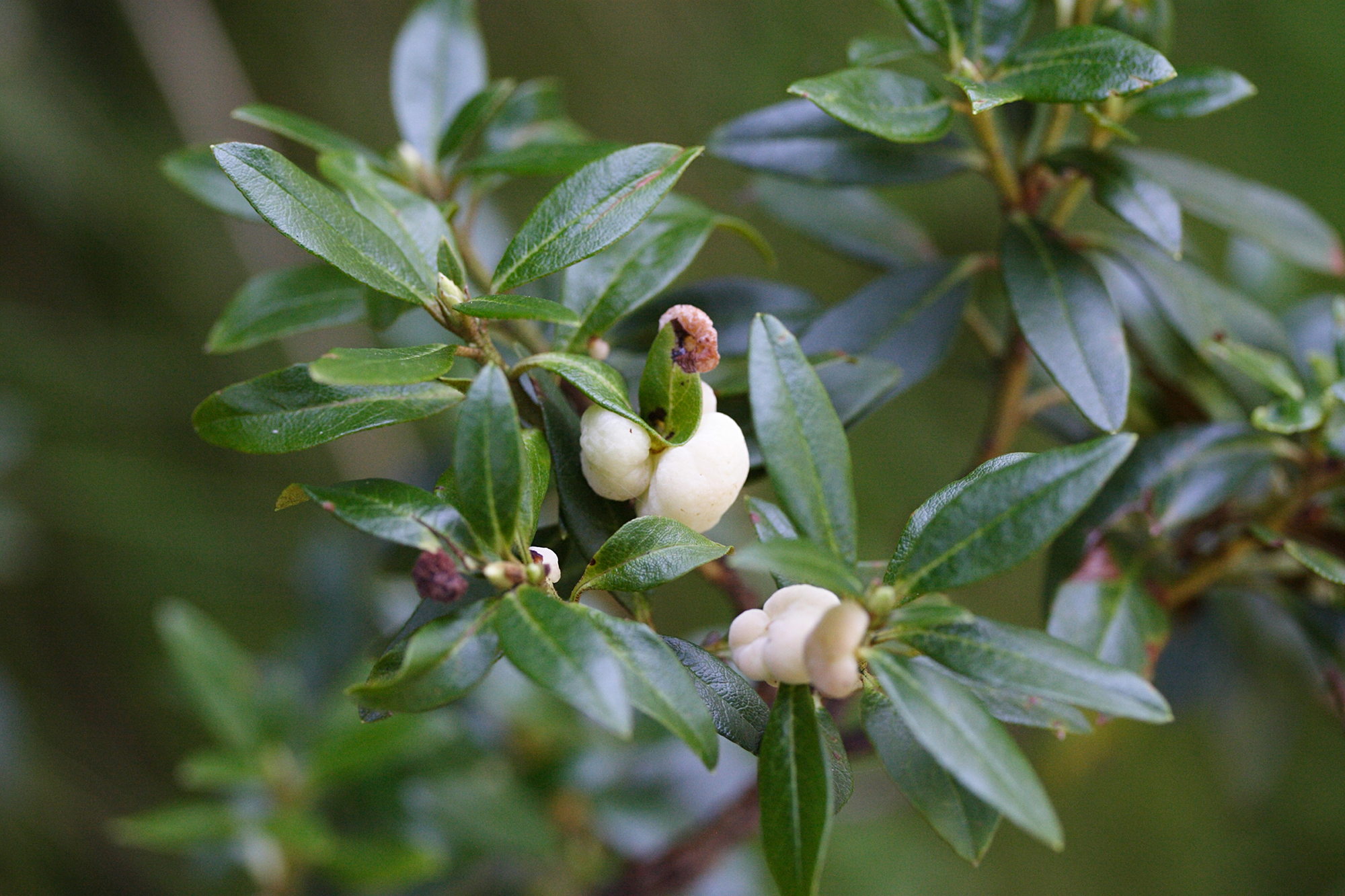 Afficher le média exobasidium_rhododendri2md exobasidium_rhododendri2md