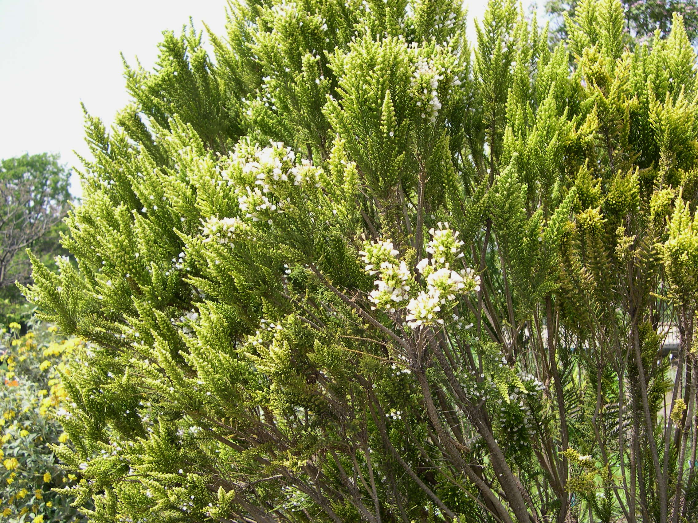 fabiana_imbricata1md