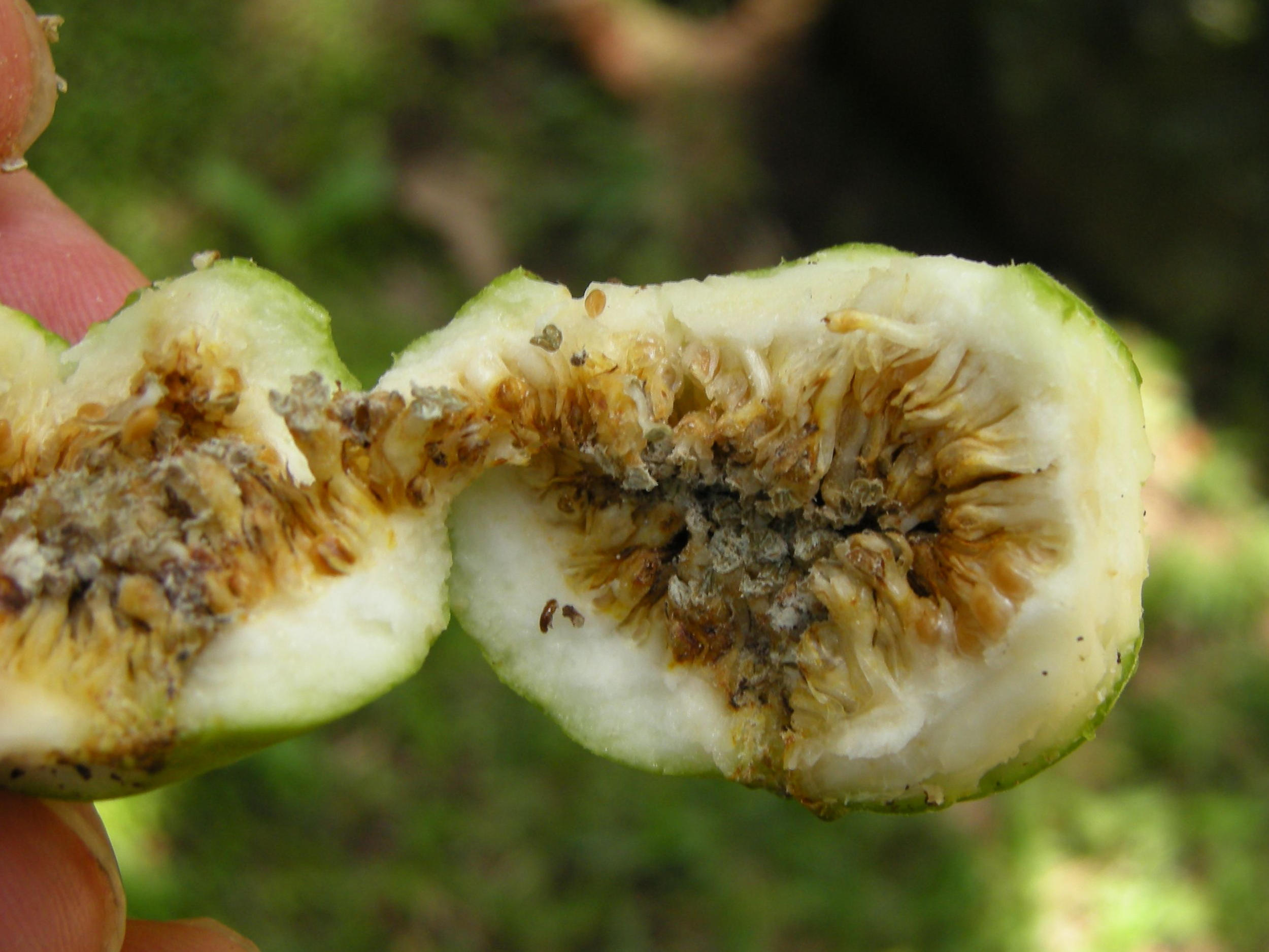 Afficher le média ficus_nymphaeifolia4md ficus_nymphaeifolia4md