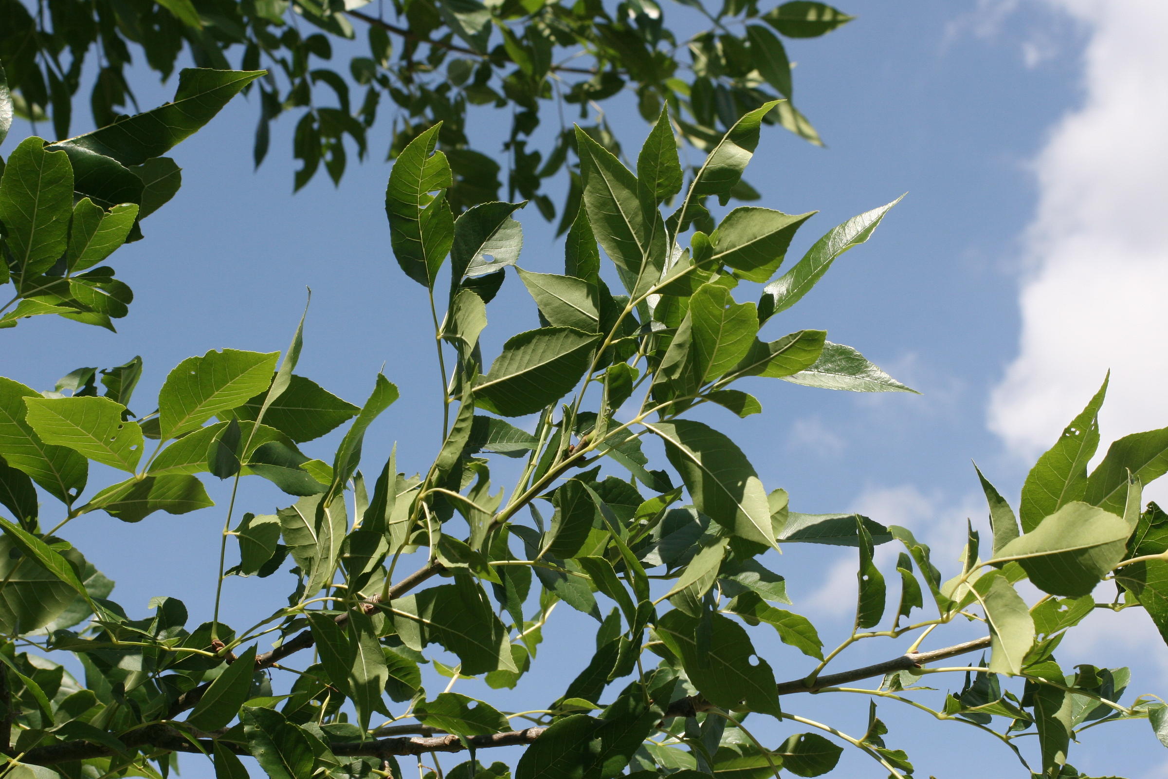 fraxinus_americana3md