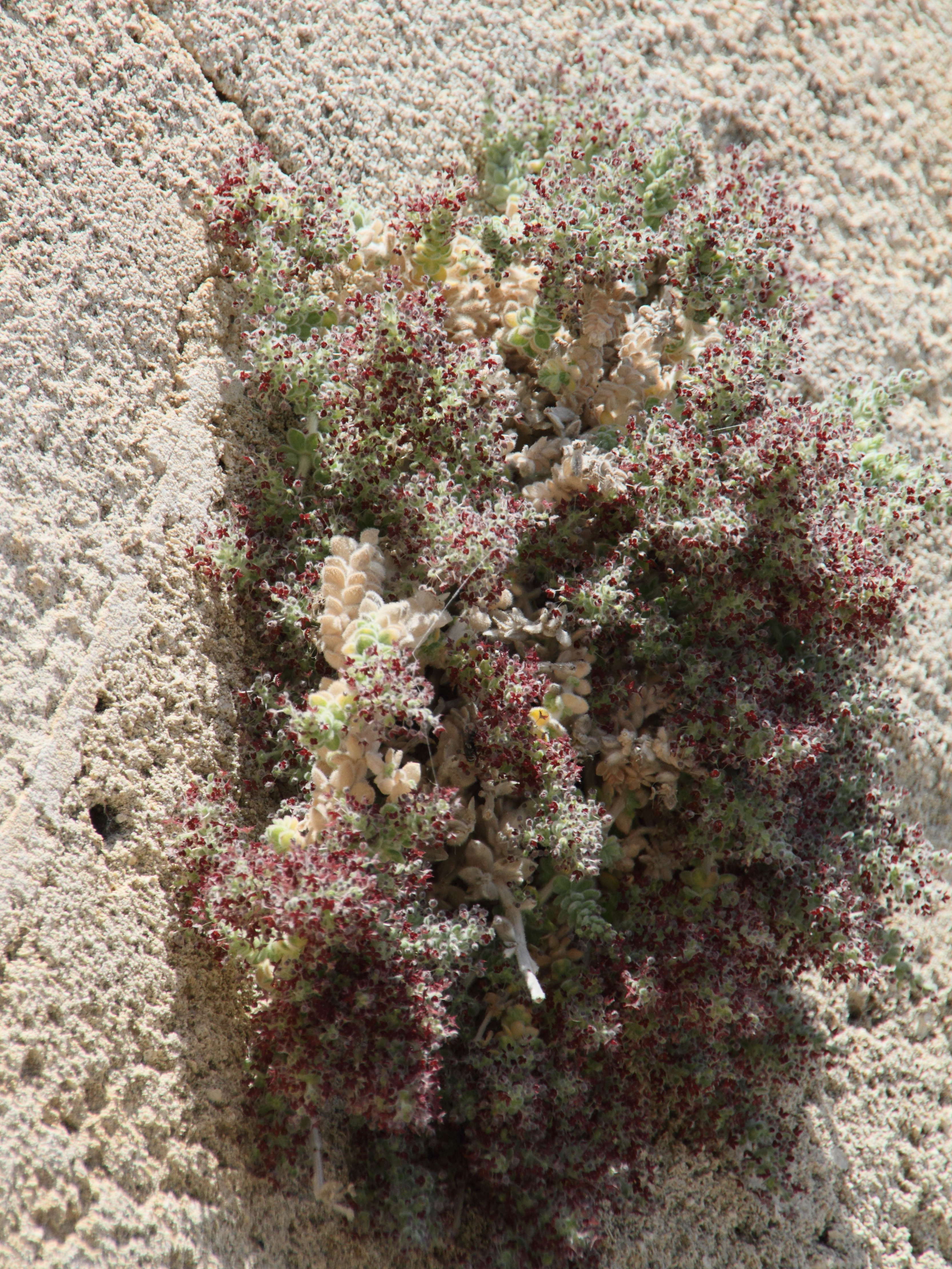 galium_canum_ovatum1bd