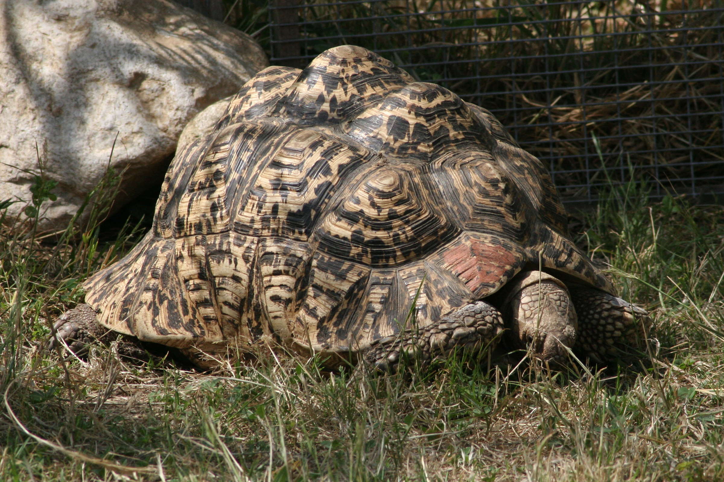 geochelone_pardalis4md