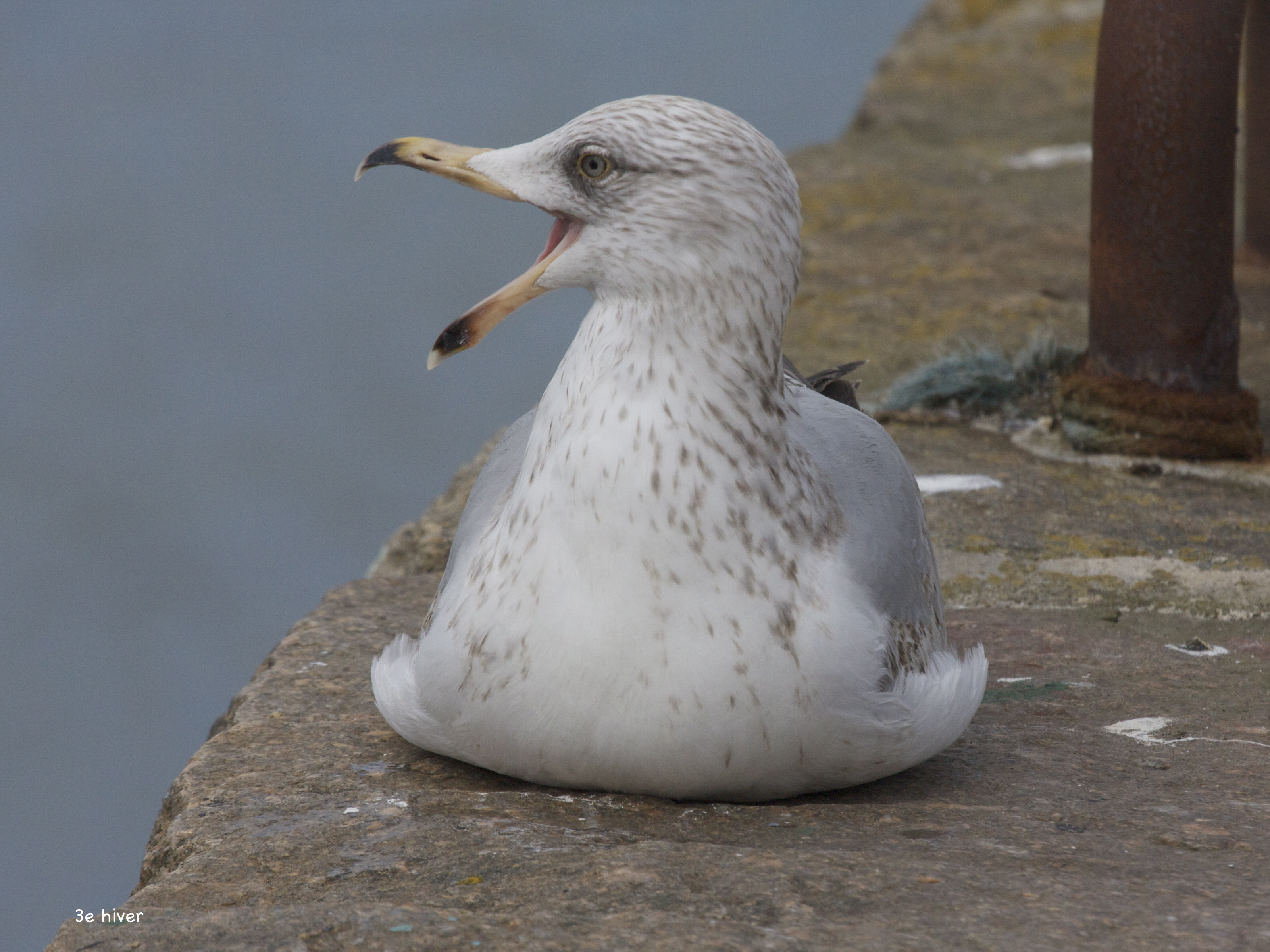 goeland_argente_-_larus_argentatus9bd