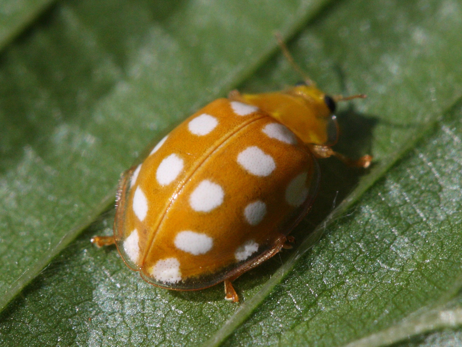 Afficher le média halysia_sedecimguttata3bd halysia_sedecimguttata3bd