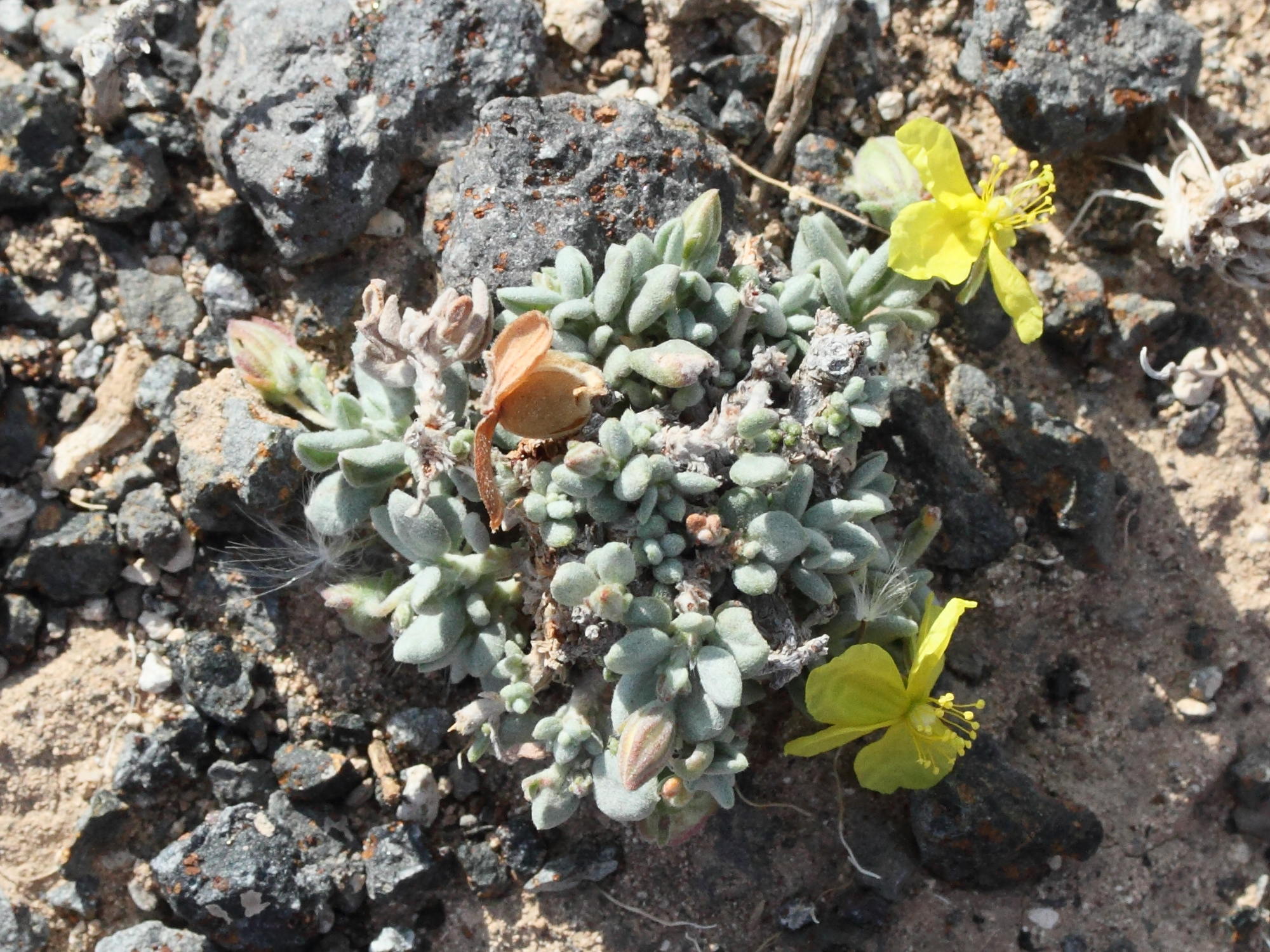 Afficher le média helianthemum_canariense1md helianthemum_canariense1md