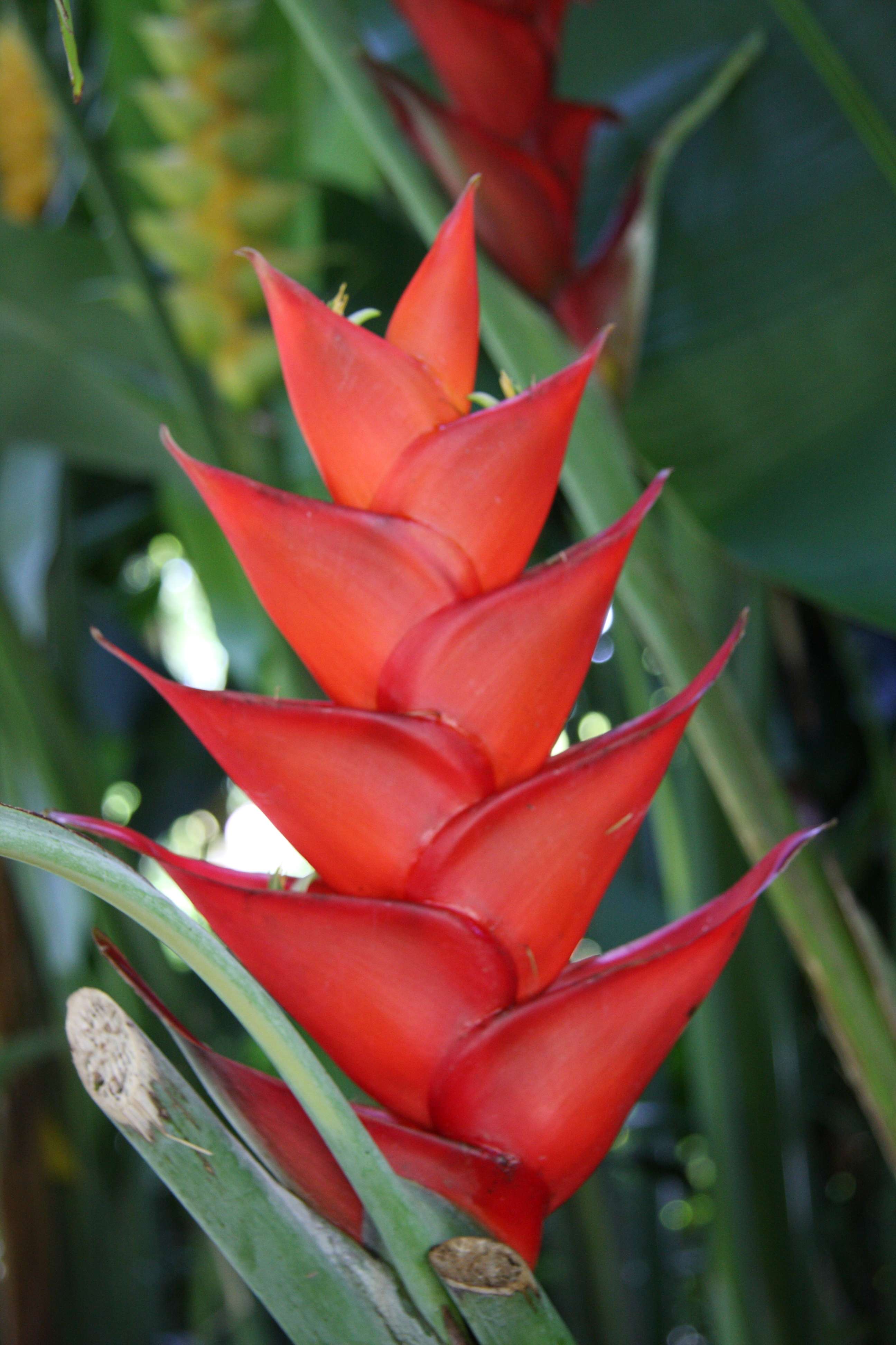 heliconia_caribaea4md