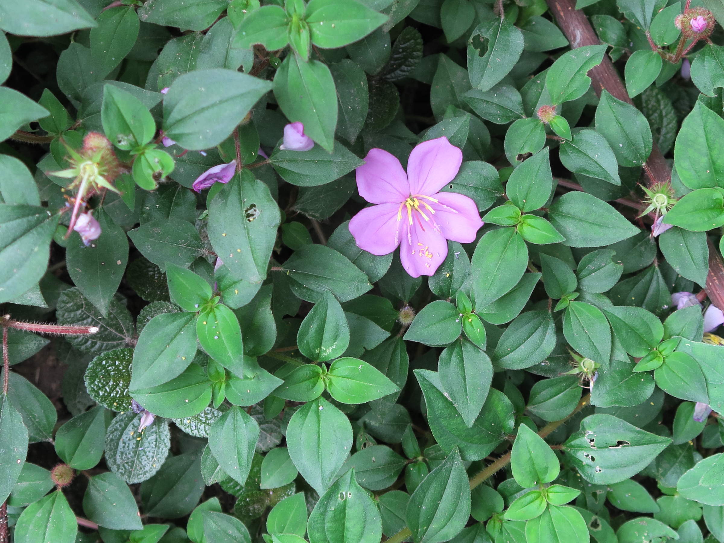 Afficher le média heterotis_rotundifolia3md heterotis_rotundifolia3md