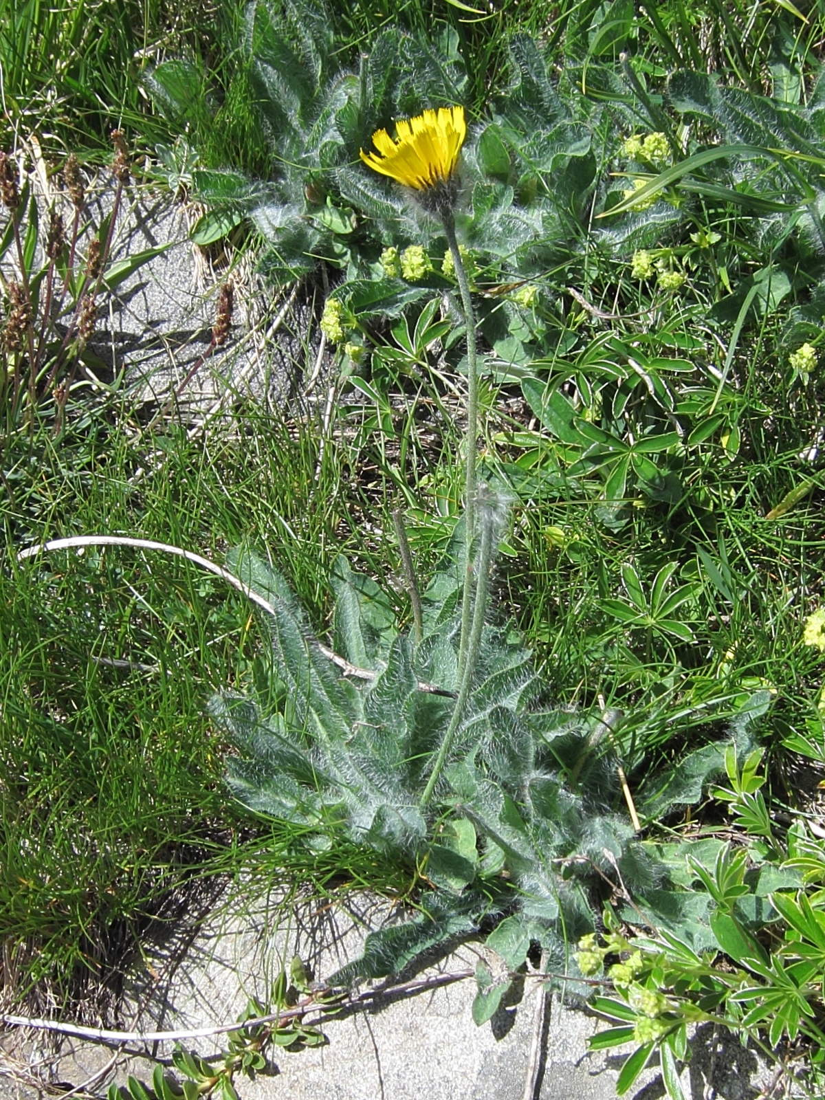 Afficher le média hieracium_piliferum1bd hieracium_piliferum1bd