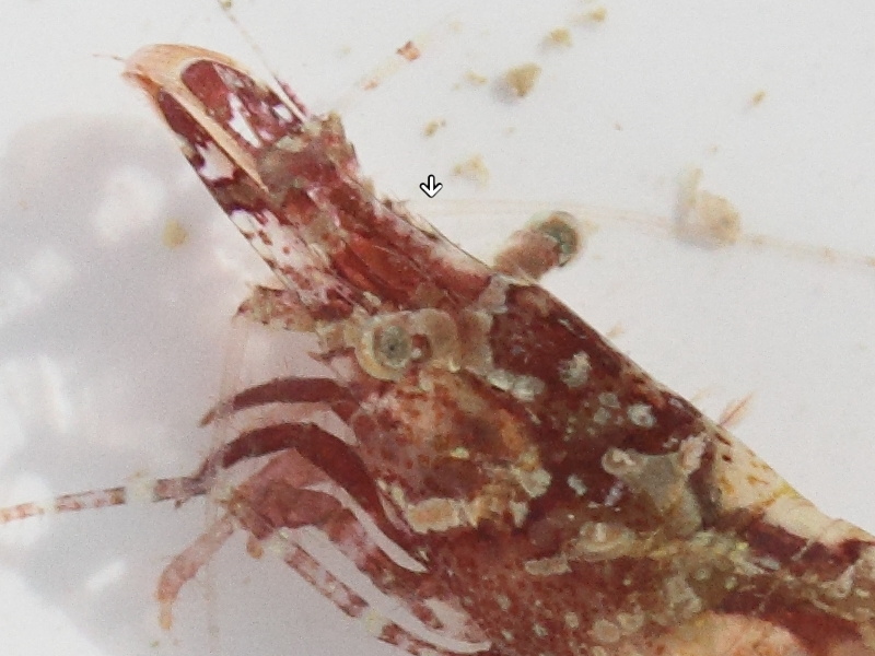 hippolyte_varians5md