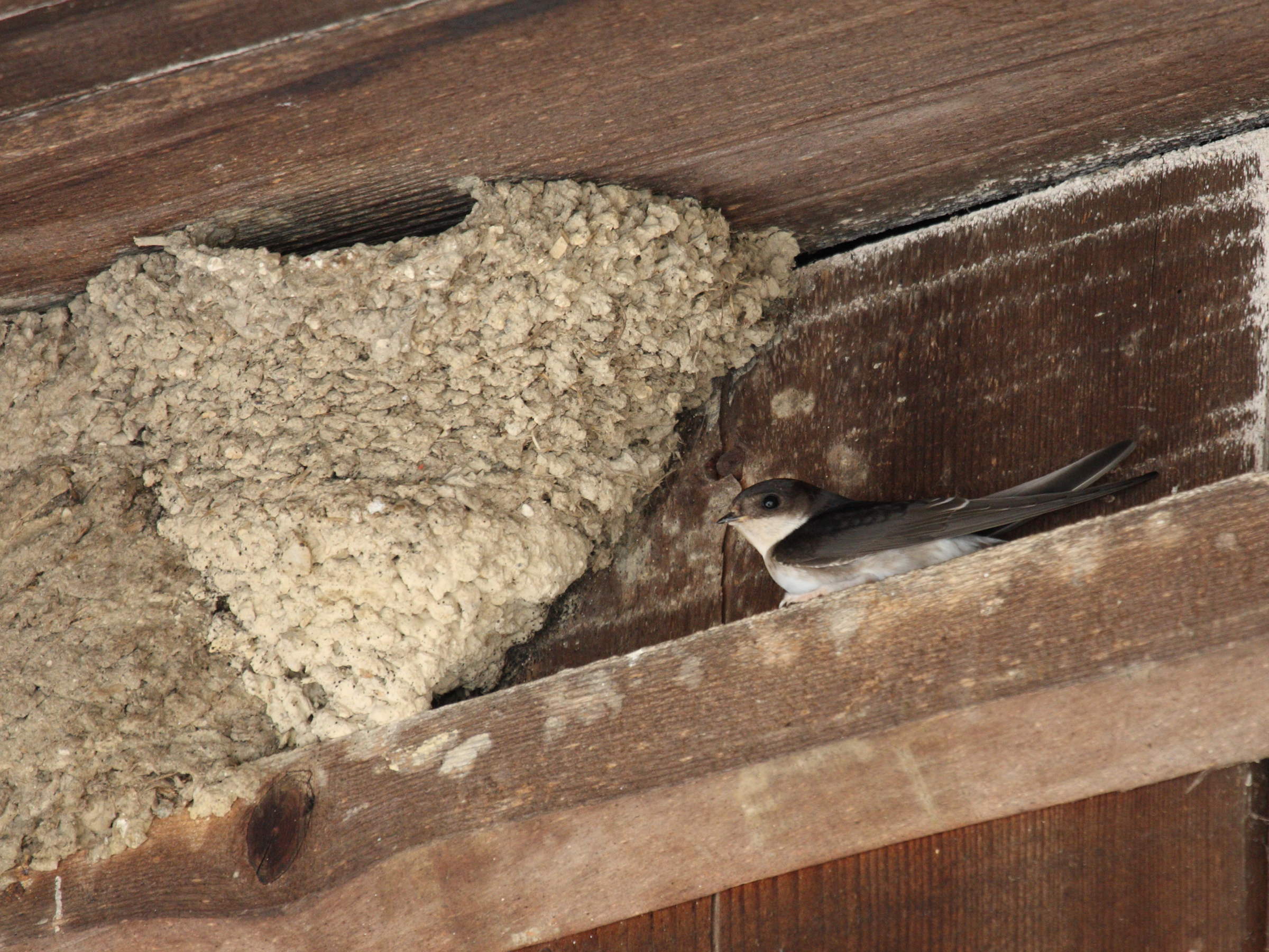 hirondelle_de_fenetre_-_delichon_urbicum5bd