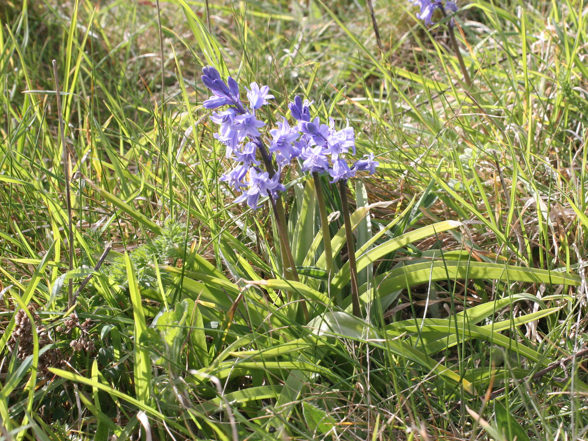 Hyacinthoides_non-scripta ssp. hispanica