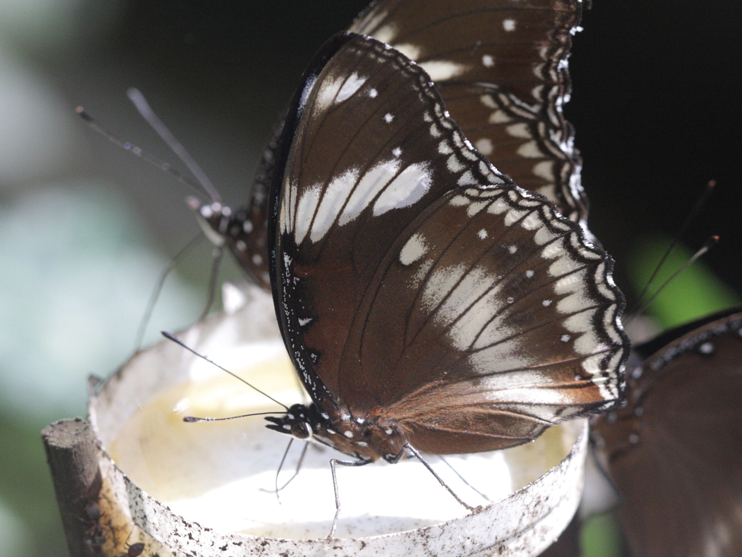 hypolimnas_bolina1bd