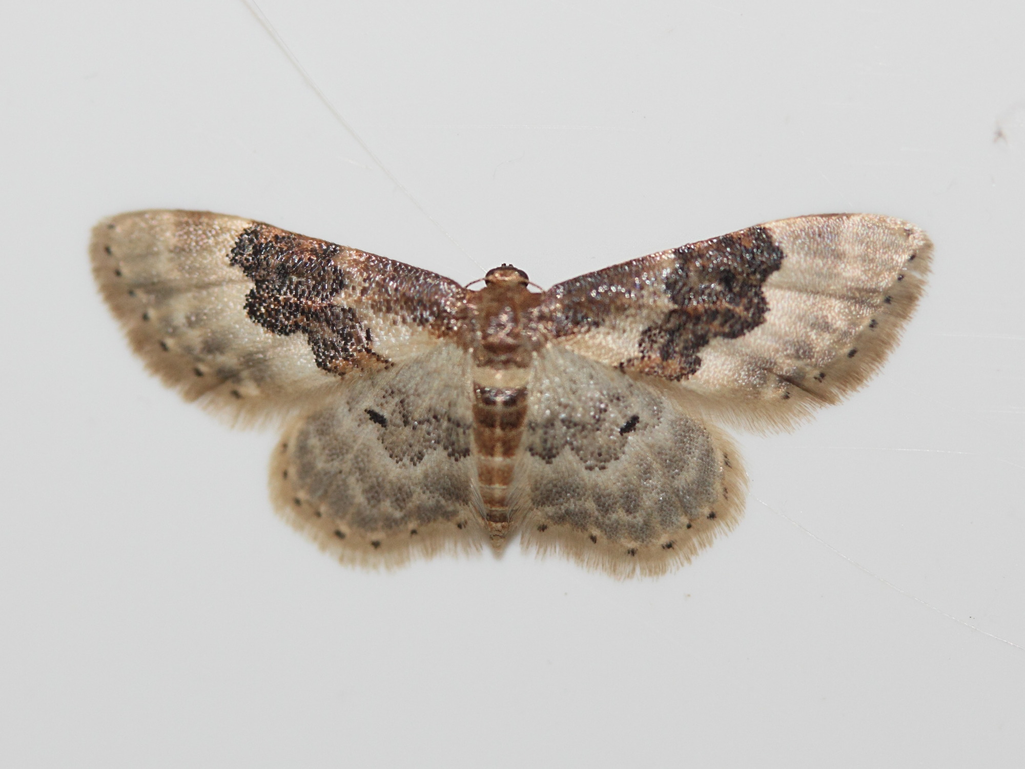 idaea_rusticata6md