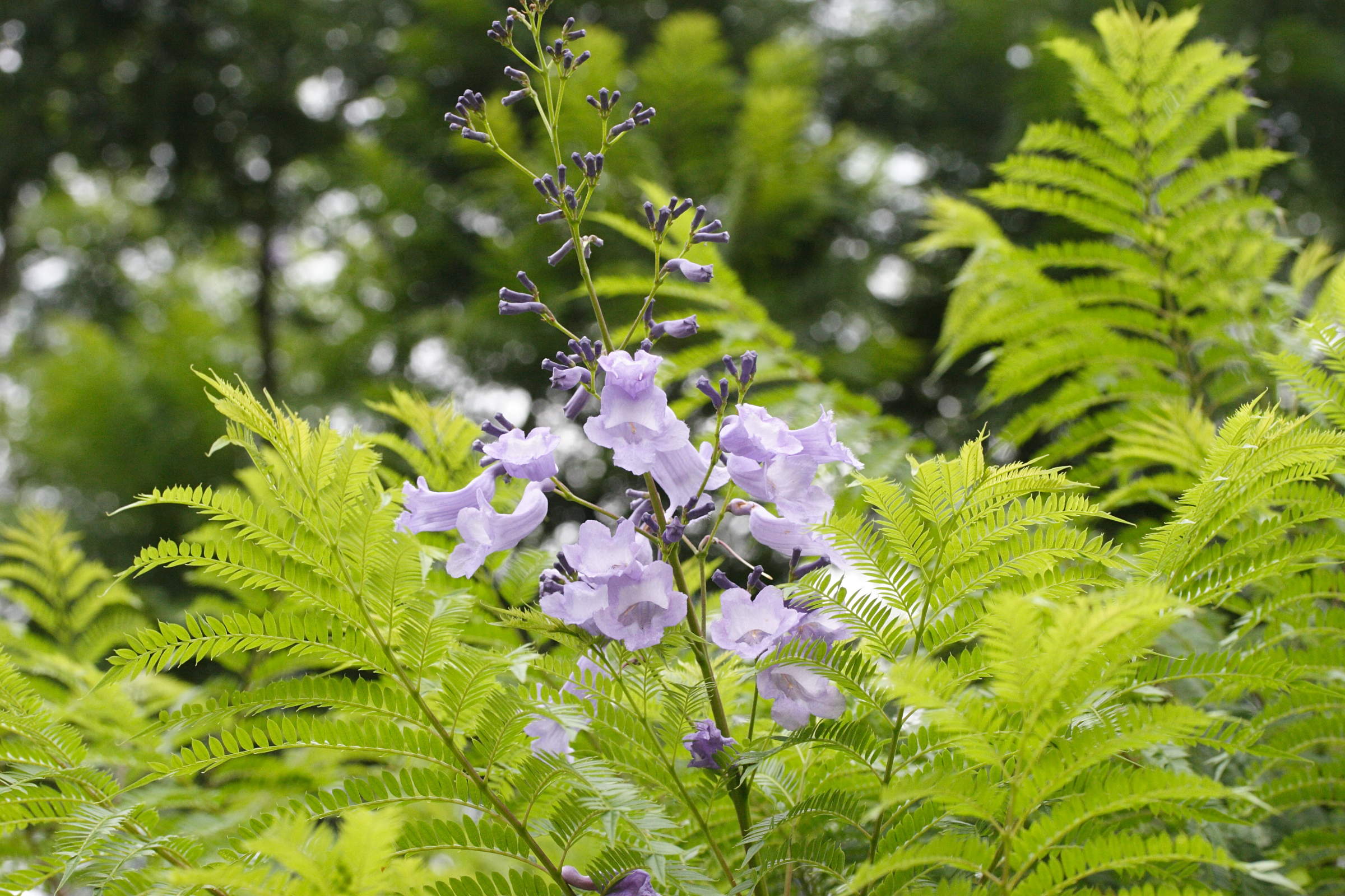 Afficher le média jacaranda_mimosifolia4md jacaranda_mimosifolia4md