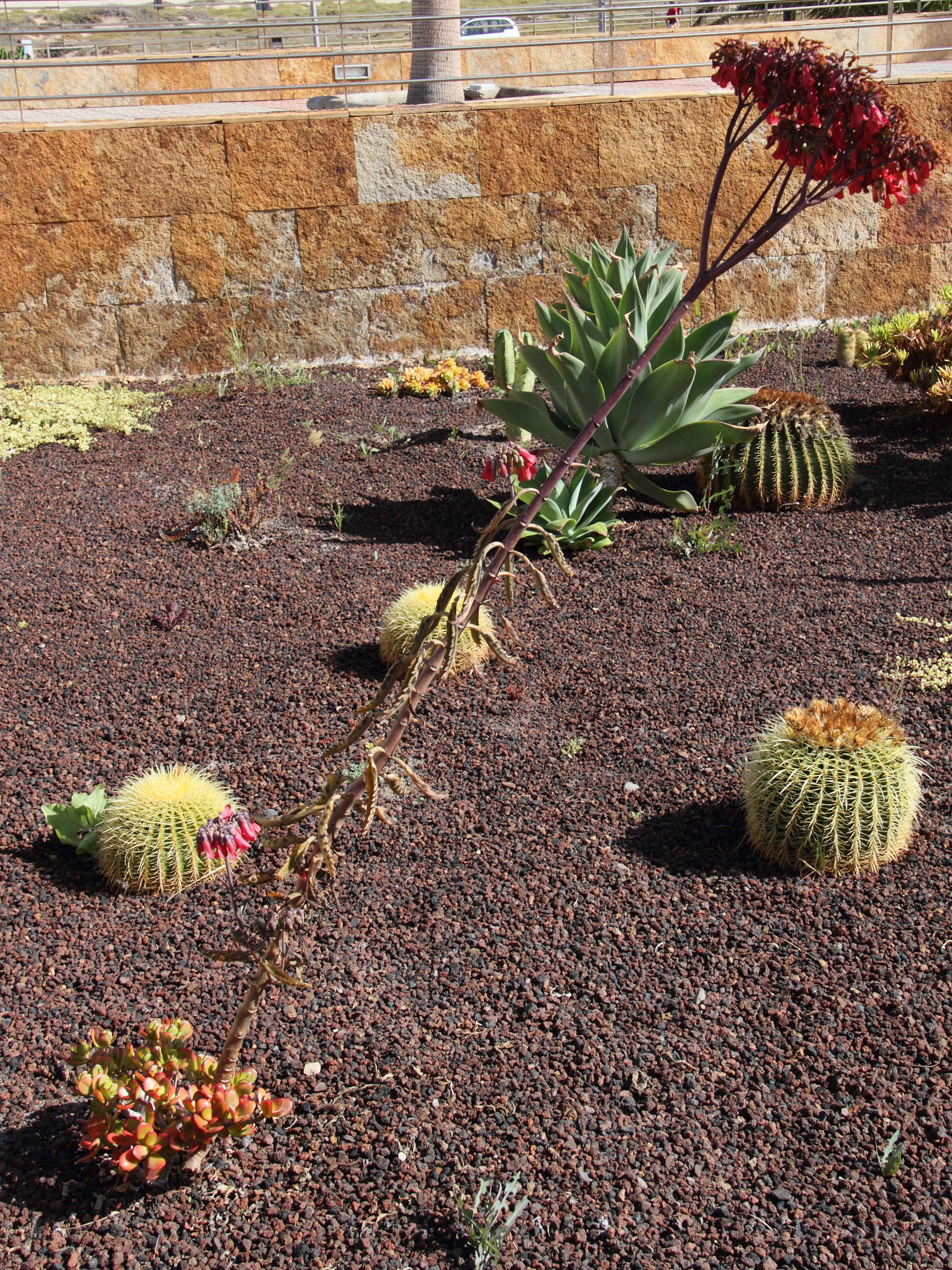 kalanchoe_daigremontiana3md