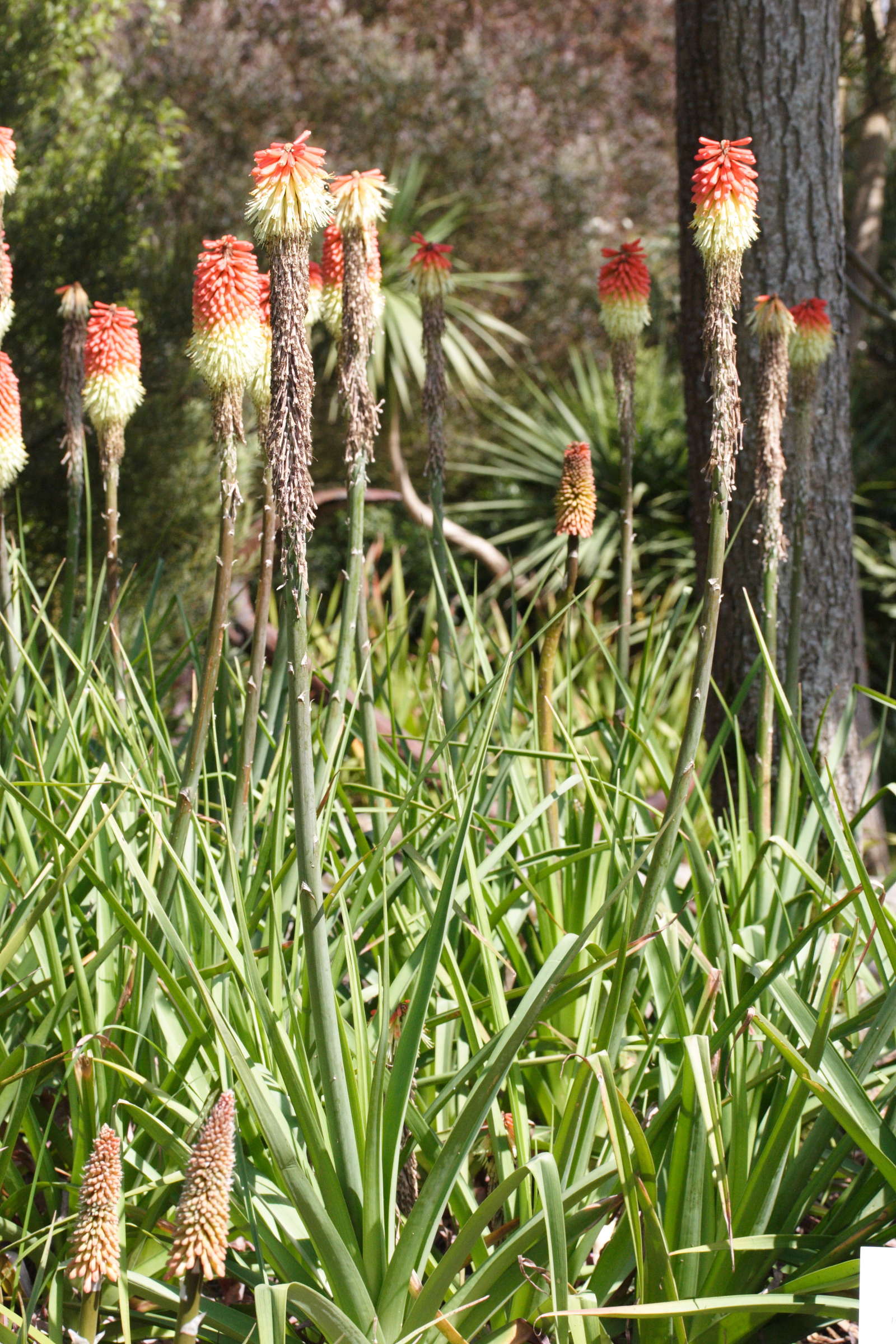 kniphofia_praecox1md