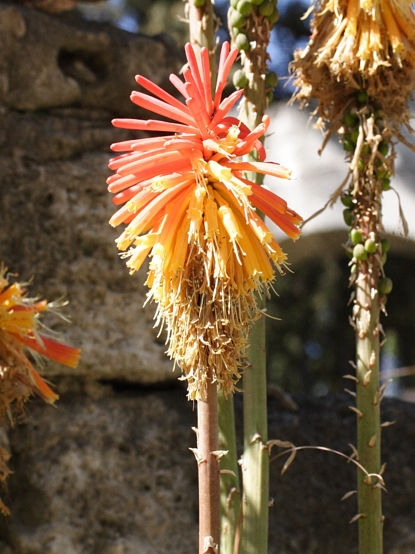 kniphofia_rooperi1md