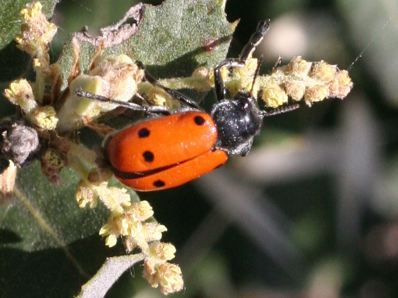 lachnaia_pubescens2md