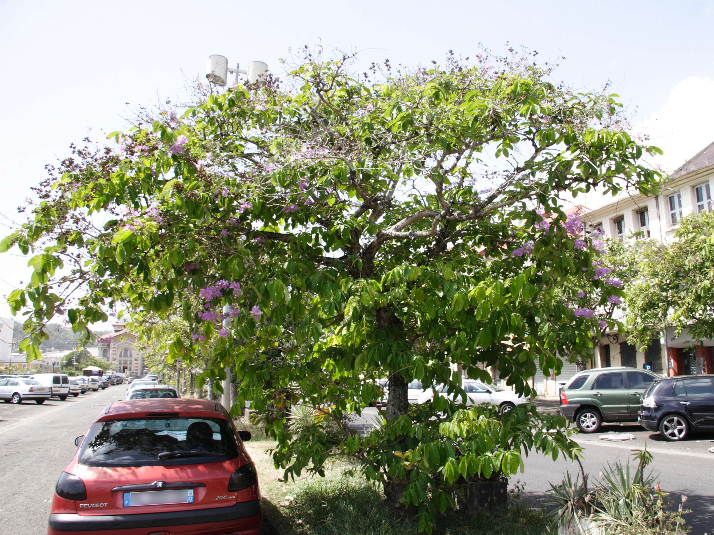 Afficher le média lagerstroemia_speciosa1md lagerstroemia_speciosa1md