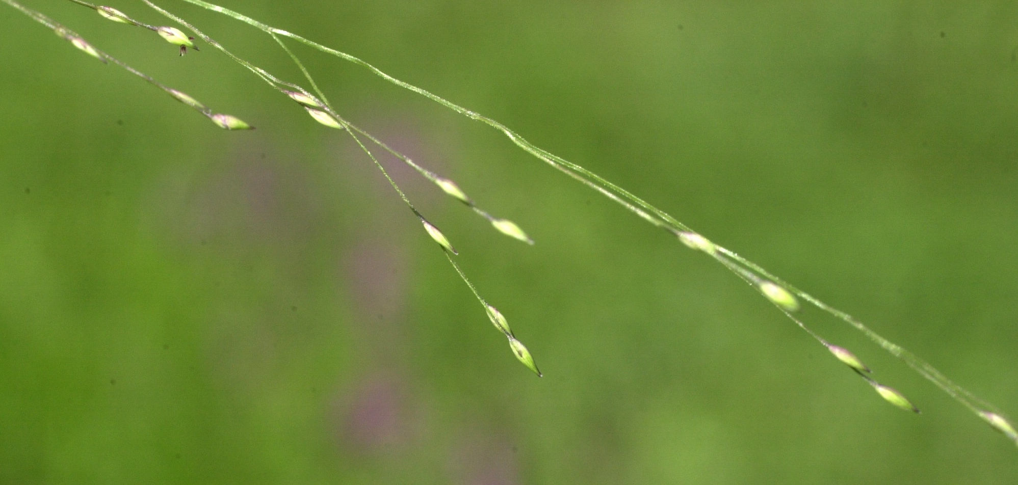 leersia_oryzoides4md