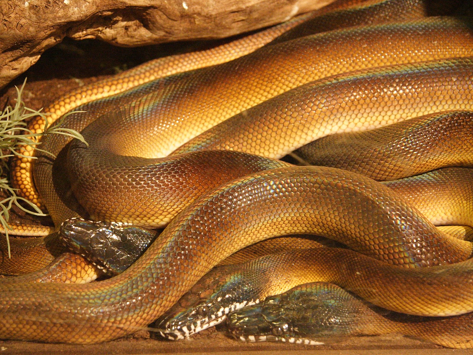 leiopython_albertisi2md