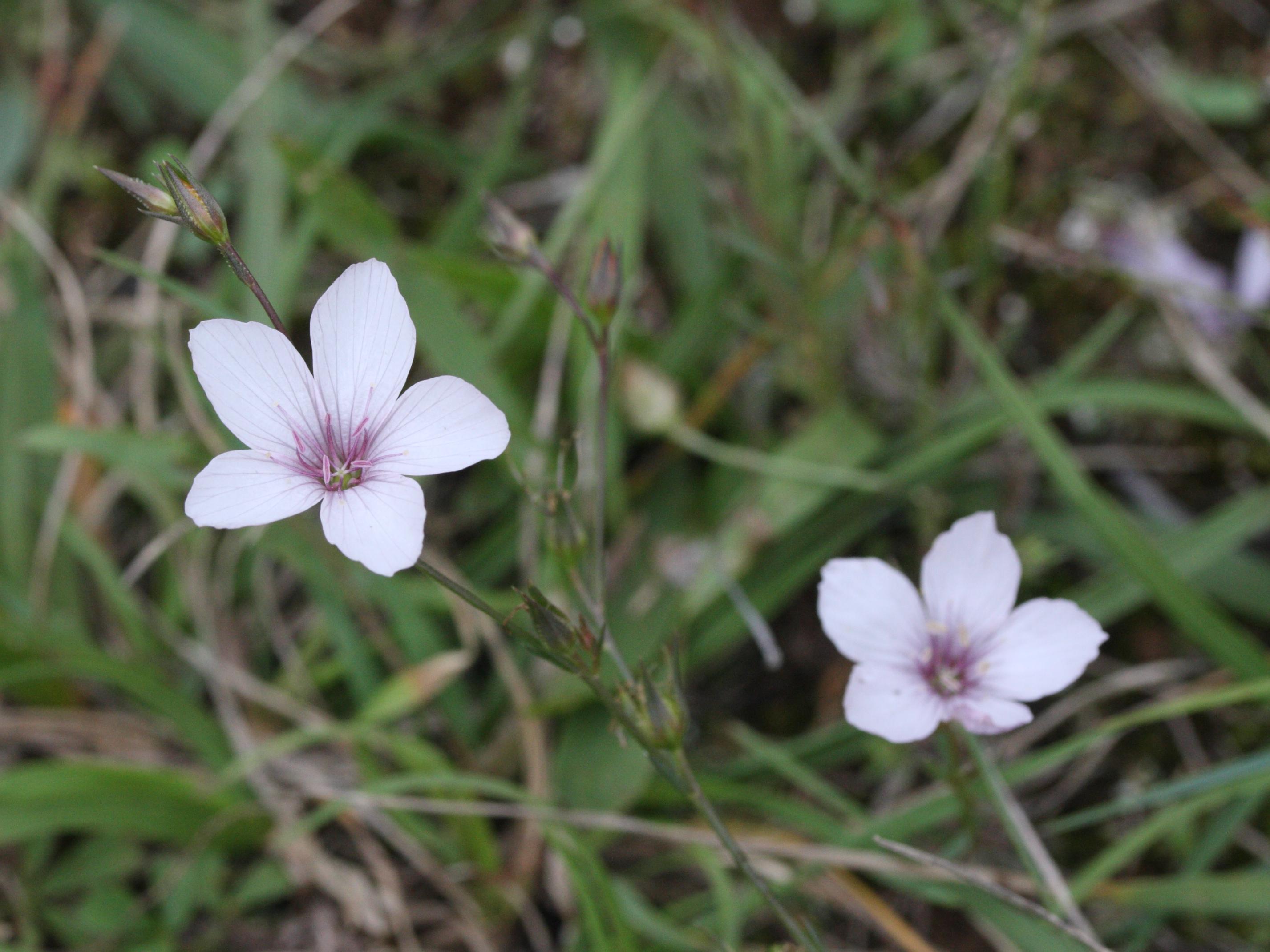 Afficher le média linum_tenuifolium1md linum_tenuifolium1md
