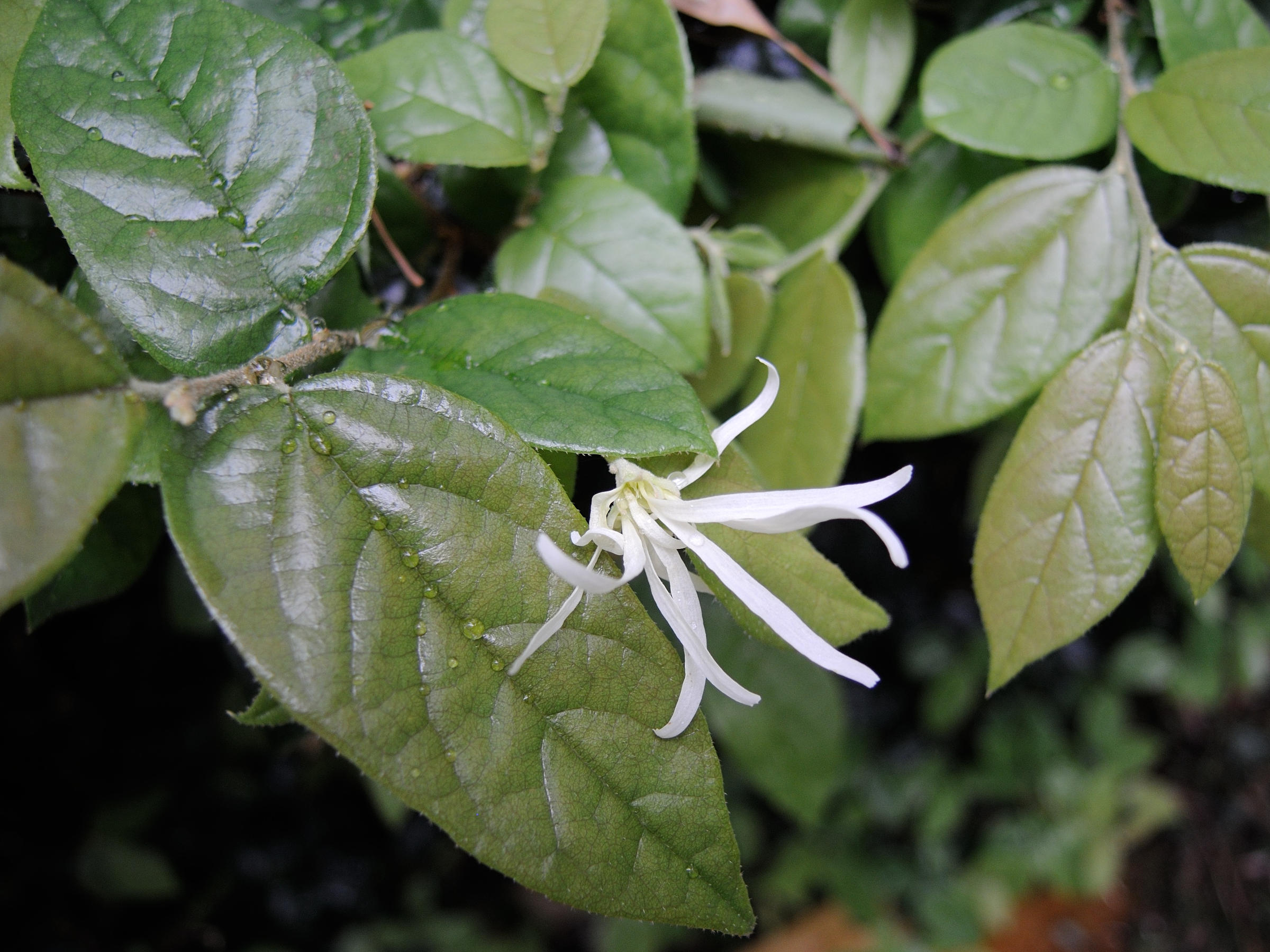 loropetalum_chinense2md
