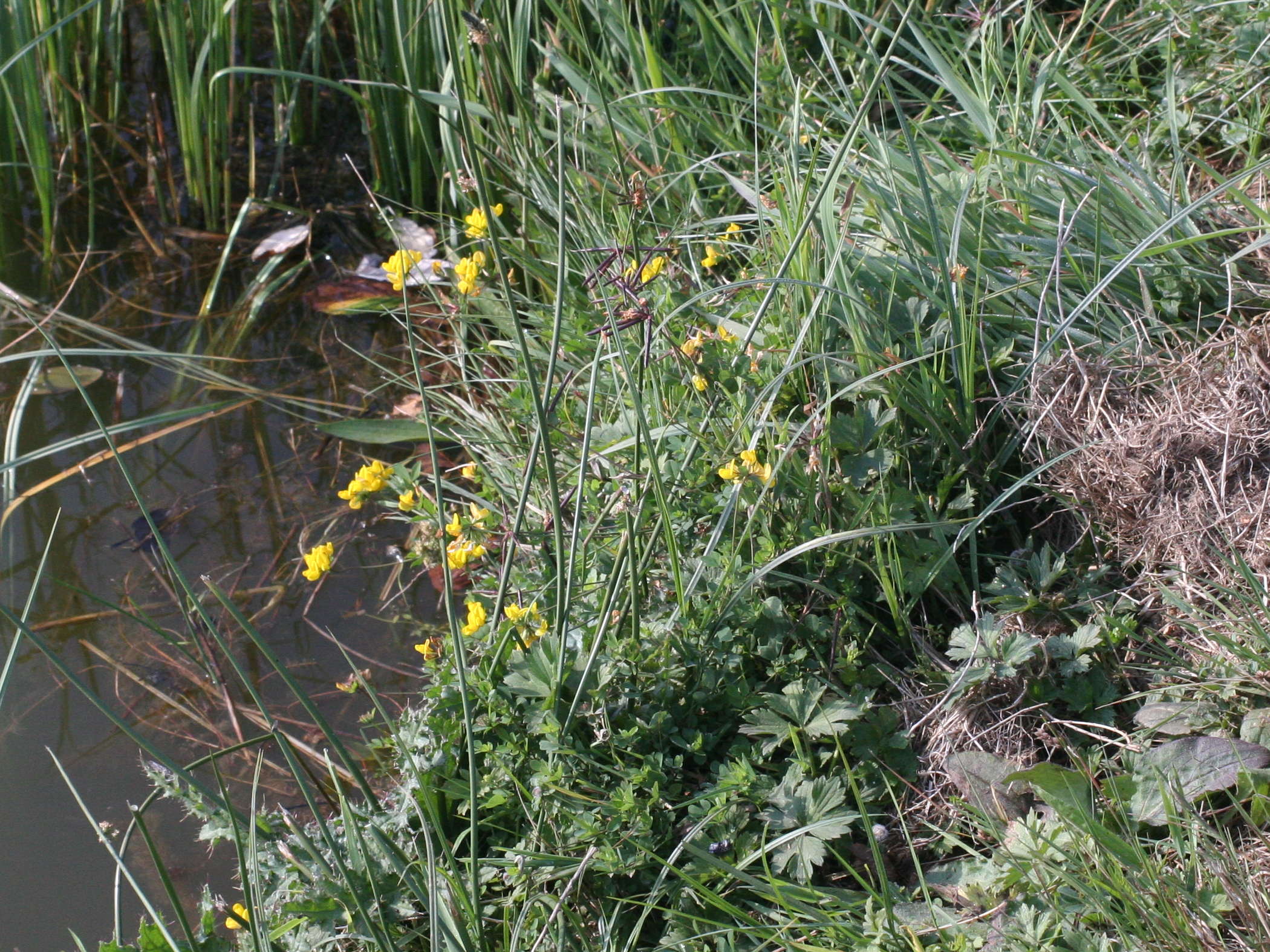 Afficher le média Lotus_pedunculatus Lotus_pedunculatus